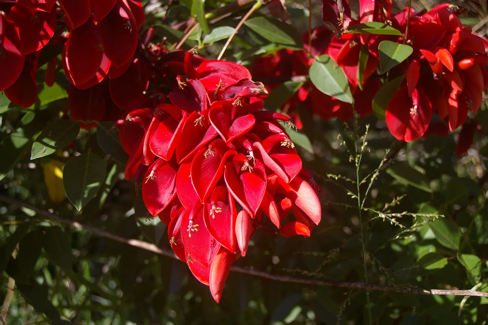 Cockspur Coral Tree (Erythrina Crista-Galli) — pink and red flowers in the garden; coral-red flowers that bloom in abundance during the warmer months
