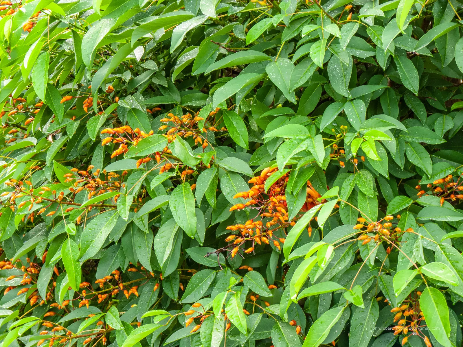 Cockspur Coral Tree (Erythrina Crista-Galli) — tree for full; low-maintenance addition to their garden
