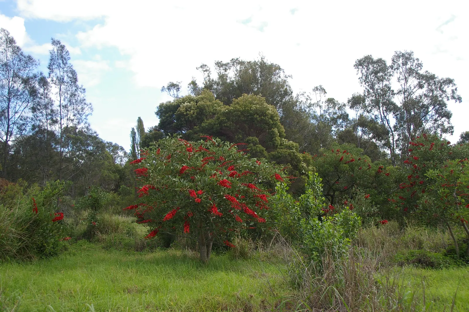 Cockspur Coral Tree (Erythrina Crista-Galli) — is a striking ornamental with vibrant red blossoms that erupt in spring and summer; making it a, image 49
