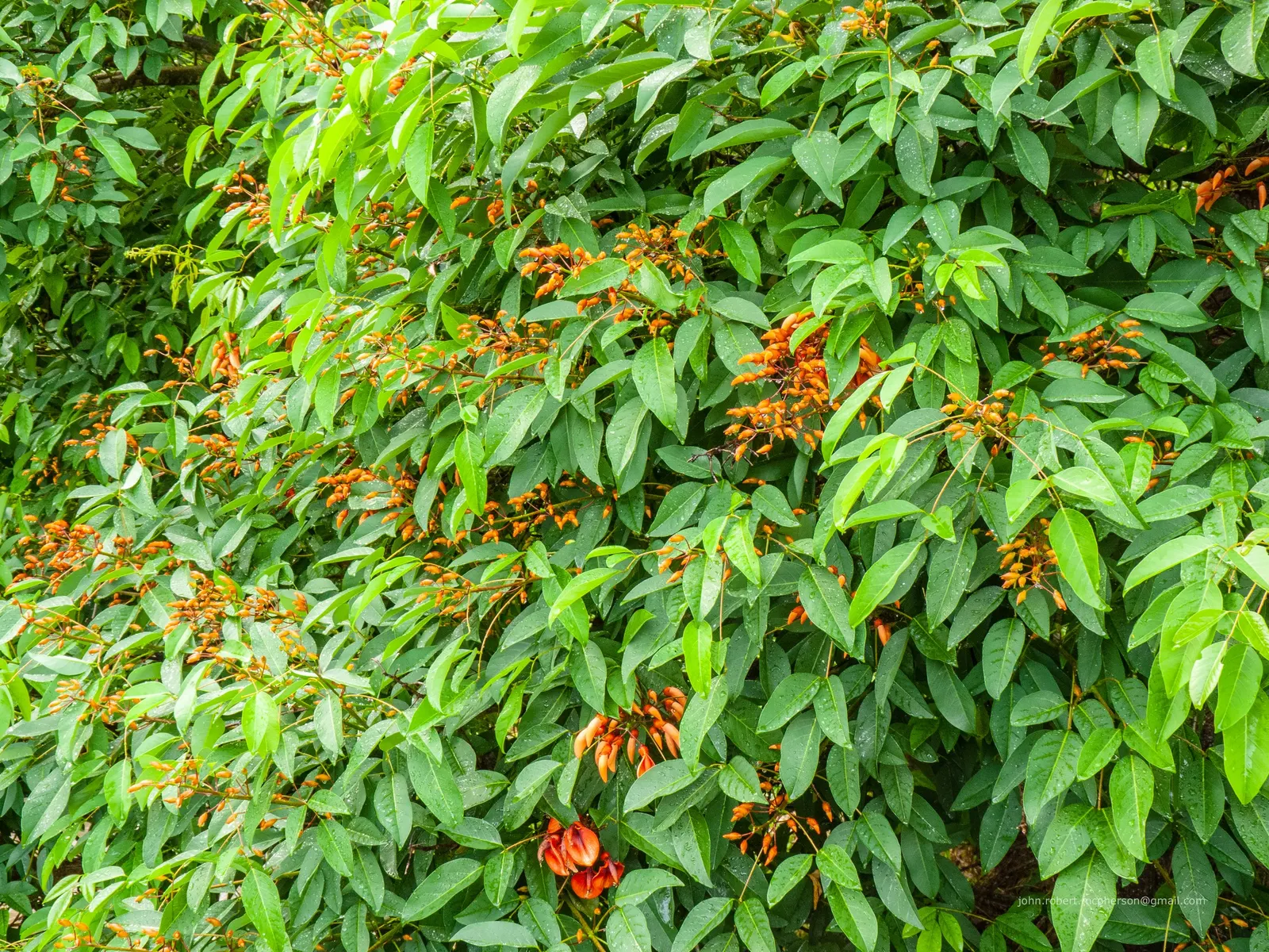 Cockspur Coral Tree (Erythrina Crista-Galli) — is a stunningly unique specimen sure to be a centerpiece in any landscape design; it does require, image 126