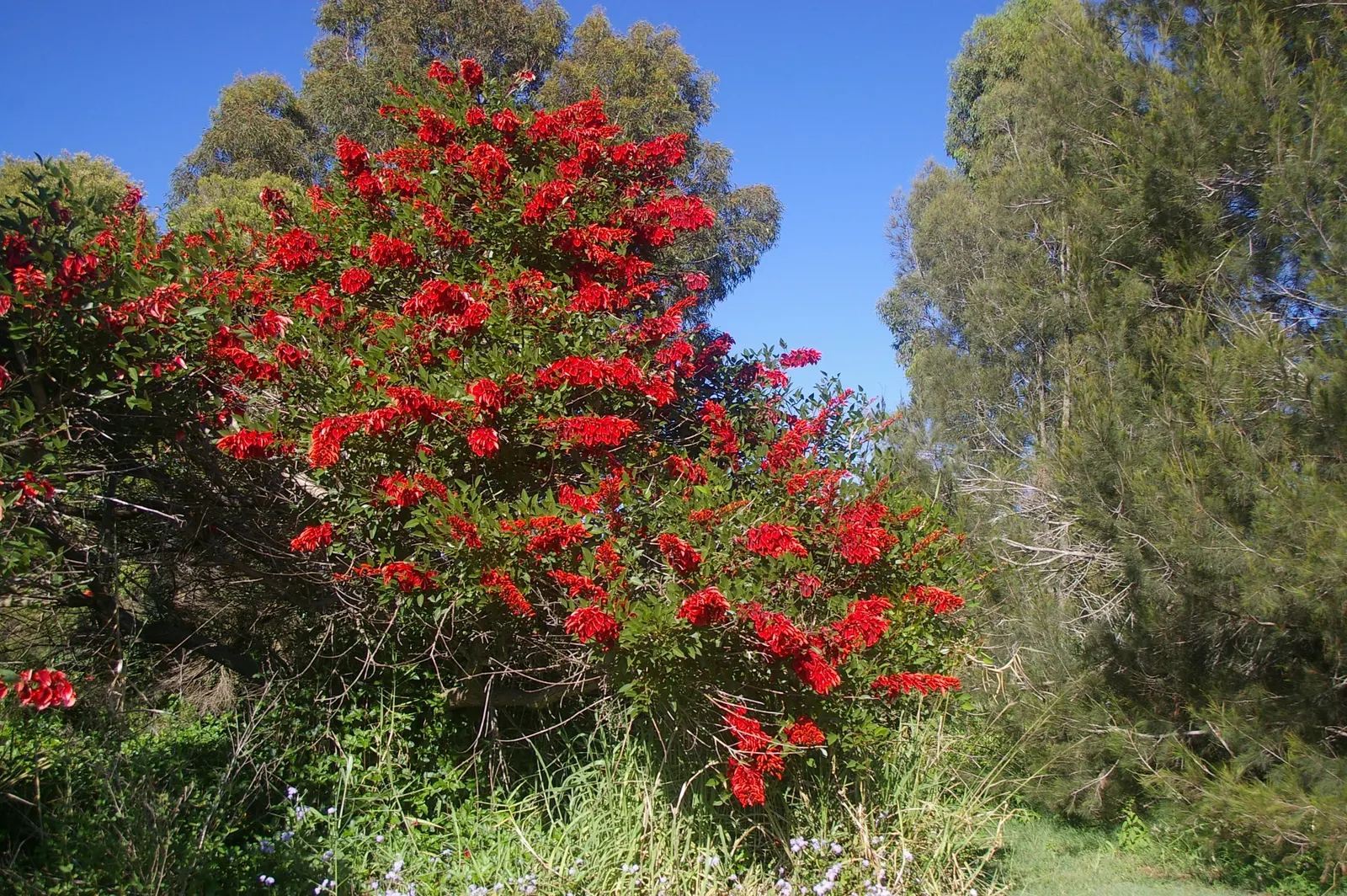 Cockspur Coral Tree (Erythrina Crista-Galli) — tree for full; low-maintenance addition to their garden, image 96
