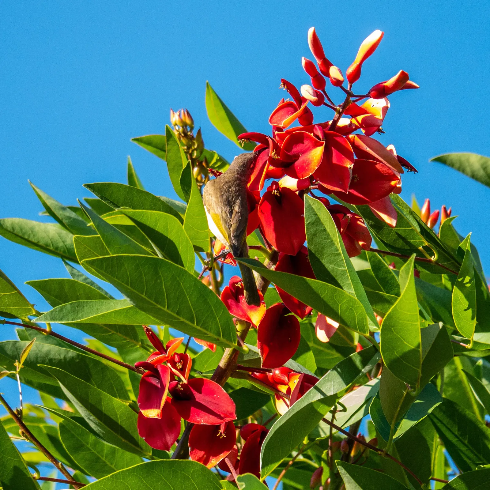 Cockspur Coral Tree (Erythrina Crista-Galli) — providing dappled shade beneath; thorn-like spurs.<br><br>This species thrives in USDA Hardiness, image 57