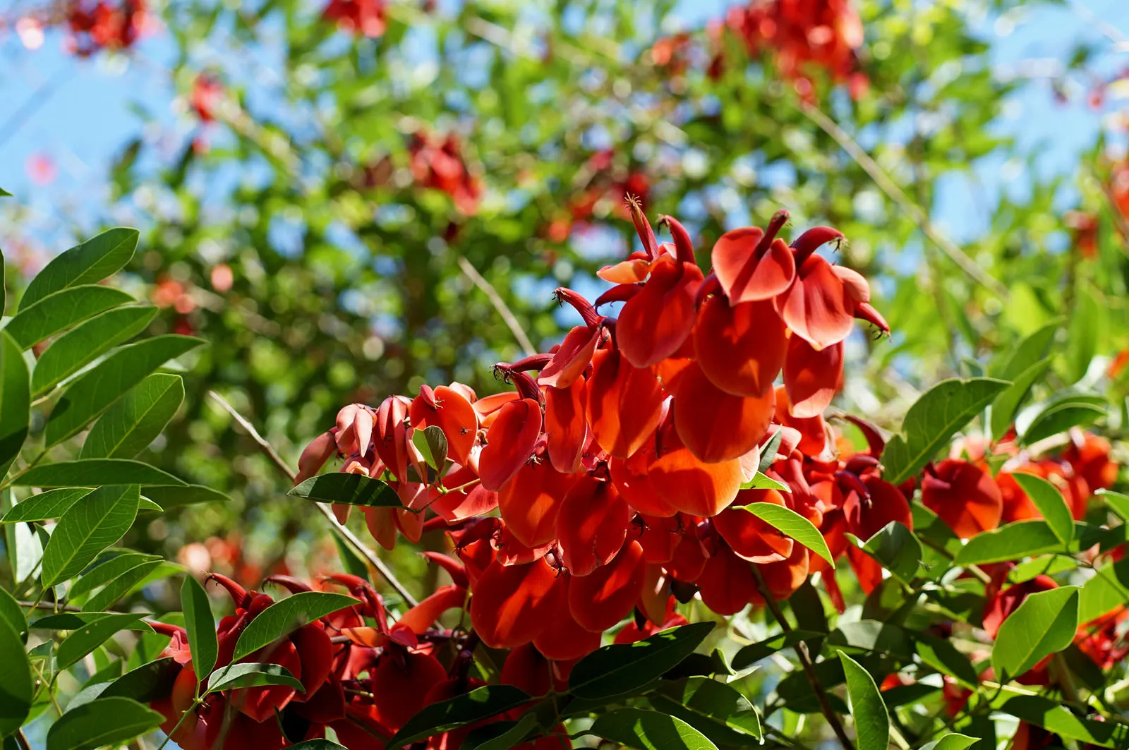 Cockspur Coral Tree (Erythrina Crista-Galli) — Known to be drought-tolerant once established, the Cockspur Coral Tree is relatively, image 86