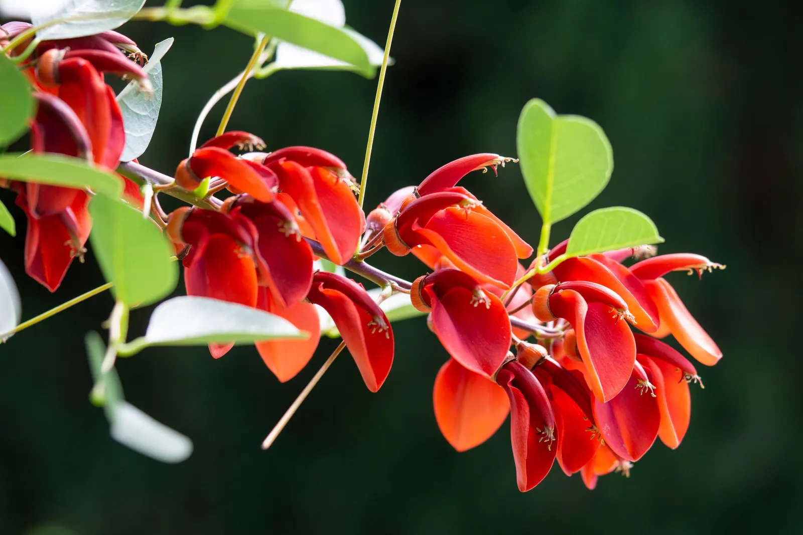 Cockspur Coral Tree (Erythrina Crista-Galli) — favoring full sun exposure and well-drained soil; which also helps maintain its attractive, image 85