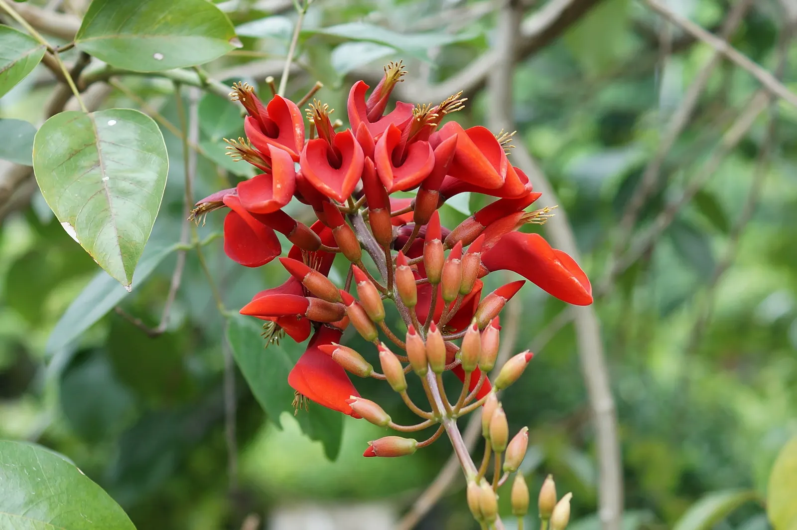 Cockspur Coral Tree (Erythrina Crista-Galli) — low-maintenance addition to their garden; tree for full, image 93