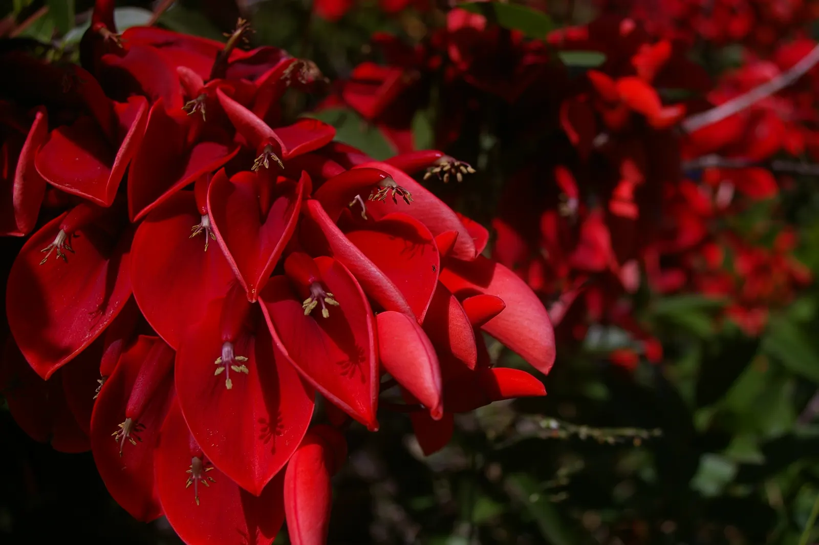 Cockspur Coral Tree (Erythrina Crista-Galli) — thorn-like spurs.<br><br>This species thrives in USDA Hardiness Zones 9-11; providing dappled shade, image 108