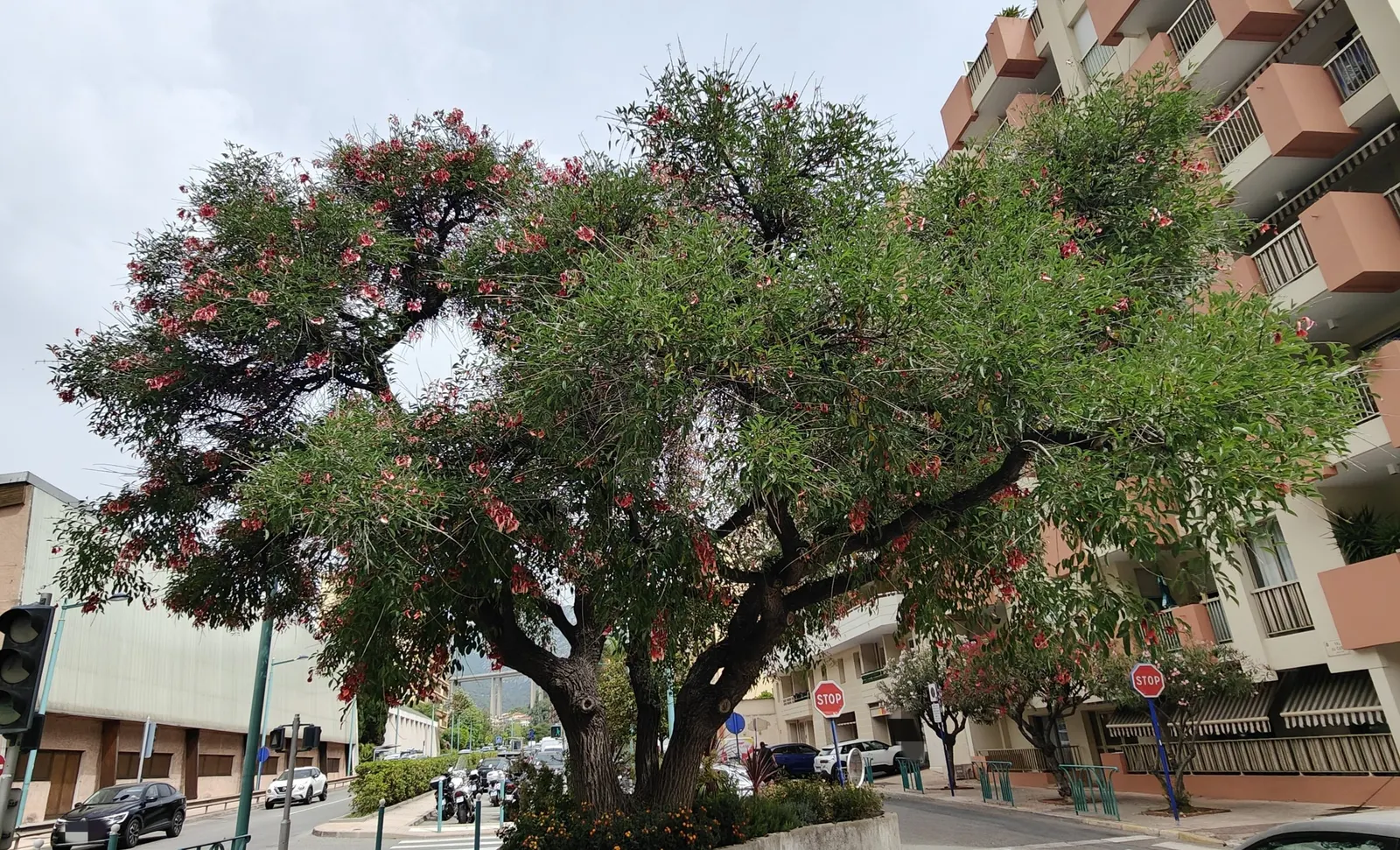 Cockspur Coral Tree (Erythrina Crista-Galli) — Erythrina crista-galli offers bold color; its trunk and branches are notable, image 91