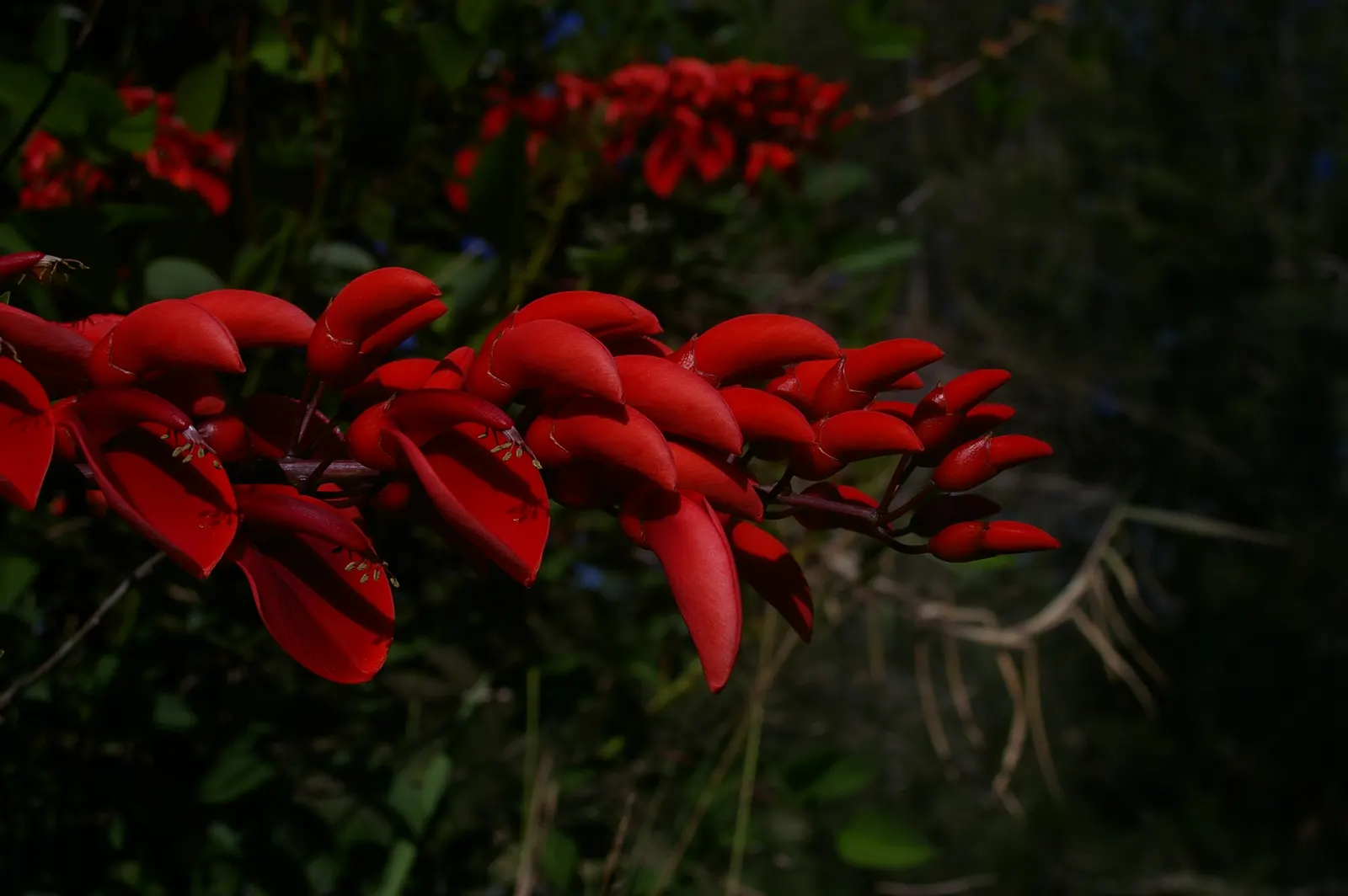Cockspur Coral Tree (Erythrina Crista-Galli) — tree with pink and red blooms; known to be drought-tolerant once established, the Cockspur Coral, image 95