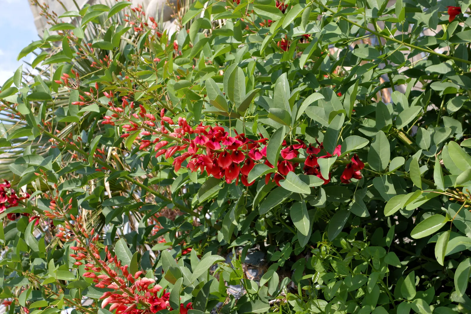 Cockspur Coral Tree (Erythrina Crista-Galli) — is a striking ornamental with vibrant red blossoms that erupt in spring and summer; making it a, image 97