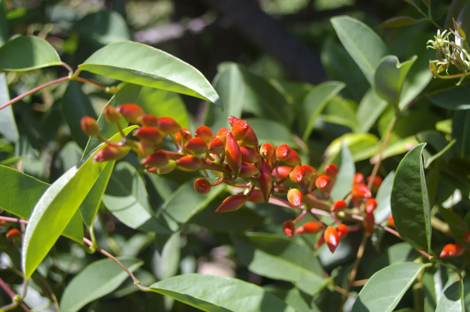 Cockspur Coral Tree (Erythrina Crista-Galli) — Known to be drought-tolerant once established, the Cockspur Coral Tree is relatively, image 134