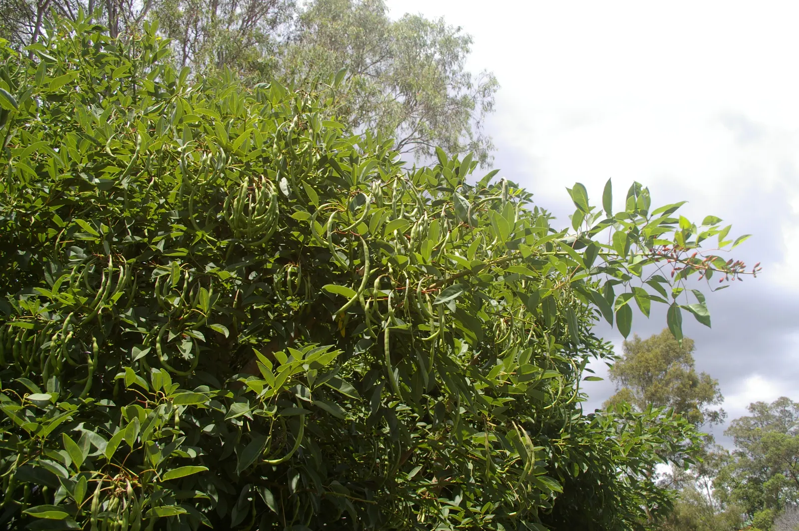 Cockspur Coral Tree (Erythrina Crista-Galli) — characterized by a distinct gray-brown bark and stout; growing 15-25 feet tall, this deciduous tree, image 131