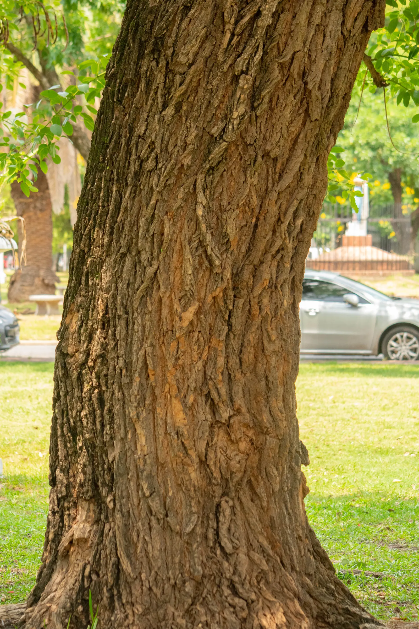 Cockspur Coral Tree (Erythrina Crista-Galli) — which also helps maintain its attractive form.<br><br>A word of caution: parts of the plant, image 88
