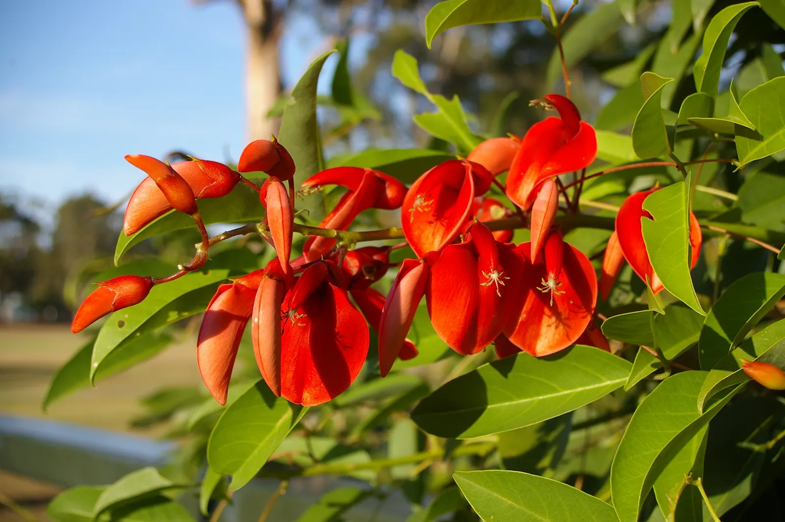 Cockspur Coral Tree (Erythrina Crista-Galli) — and is an excellent choice for those seeking a dramatic; so it's essential to place it out of reach, image 68