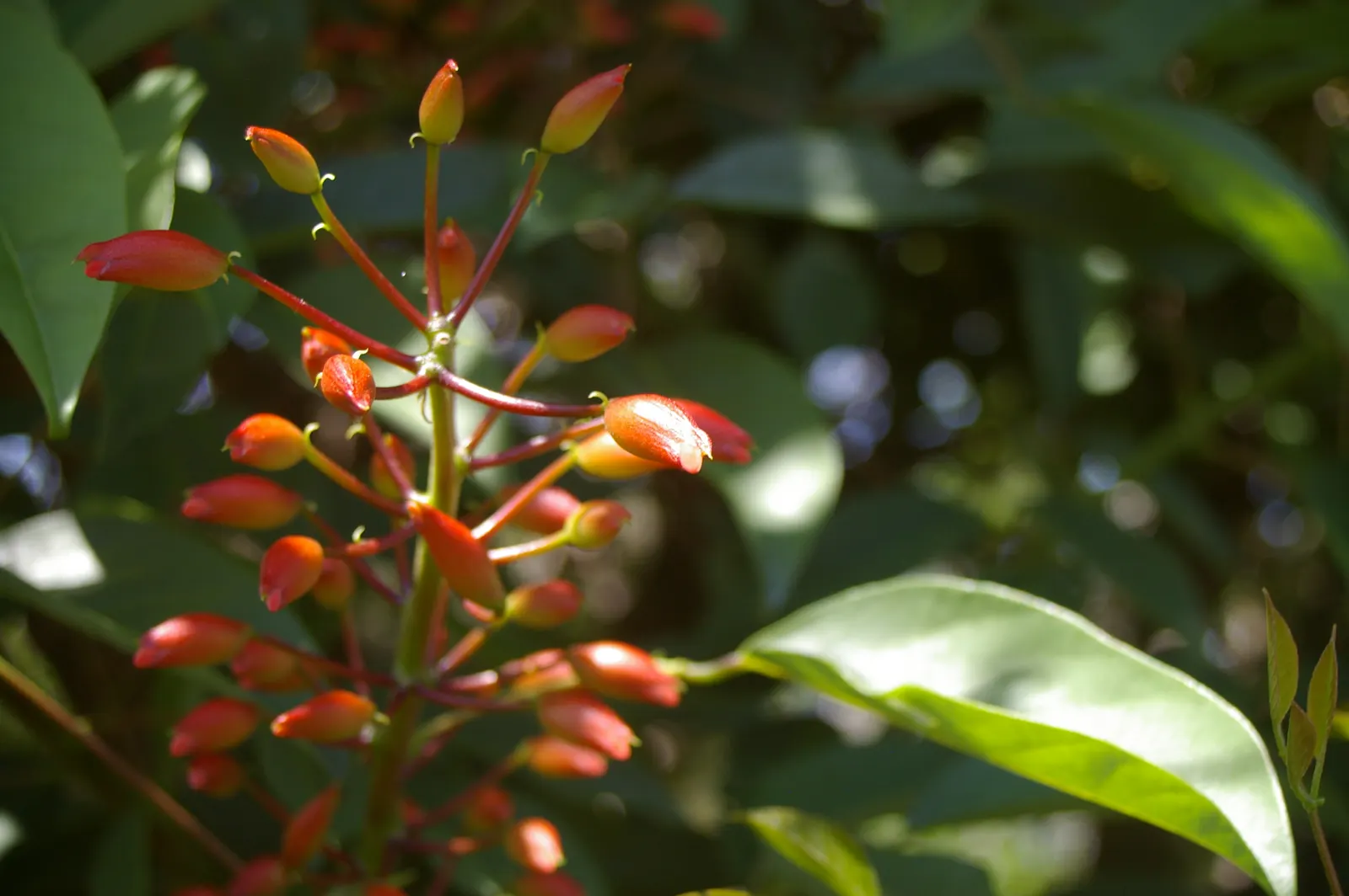 Cockspur Coral Tree (Erythrina Crista-Galli) — it does require occasional pruning to remove any dead or damaged limbs; is a stunningly unique, image 63