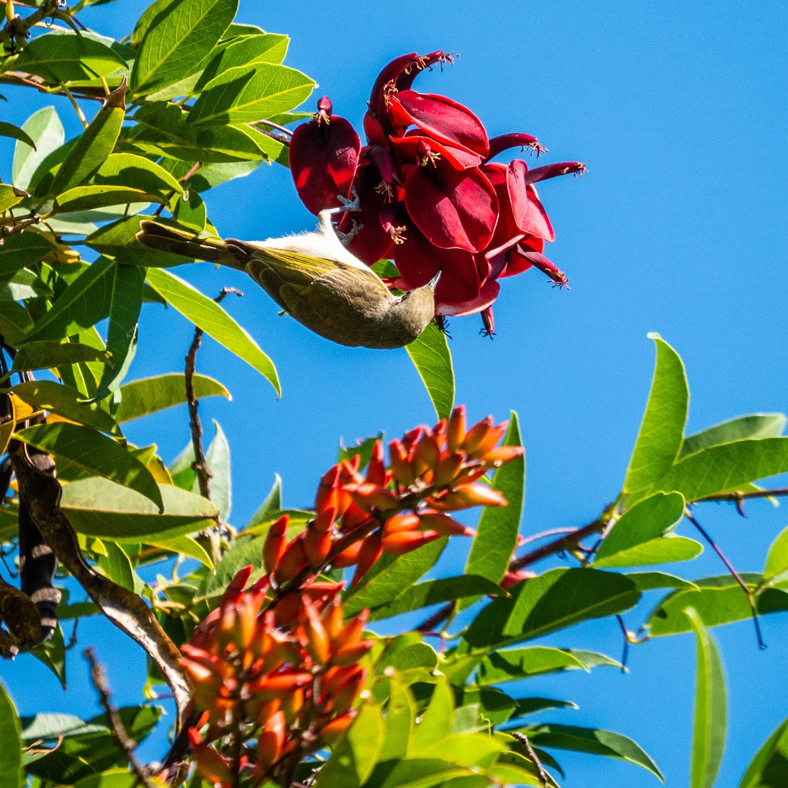 Cockspur Coral Tree (Erythrina Crista-Galli) — which also helps maintain its attractive form.<br><br>A word of caution: parts of the plant, image 64