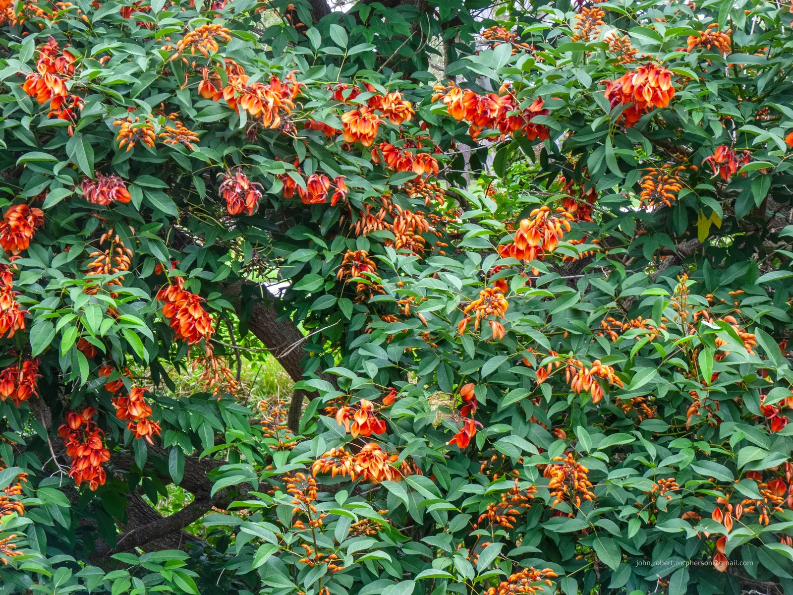 Cockspur Coral Tree (Erythrina Crista-Galli) — is a stunningly unique specimen sure to be a centerpiece in any landscape design; it does require, image 54