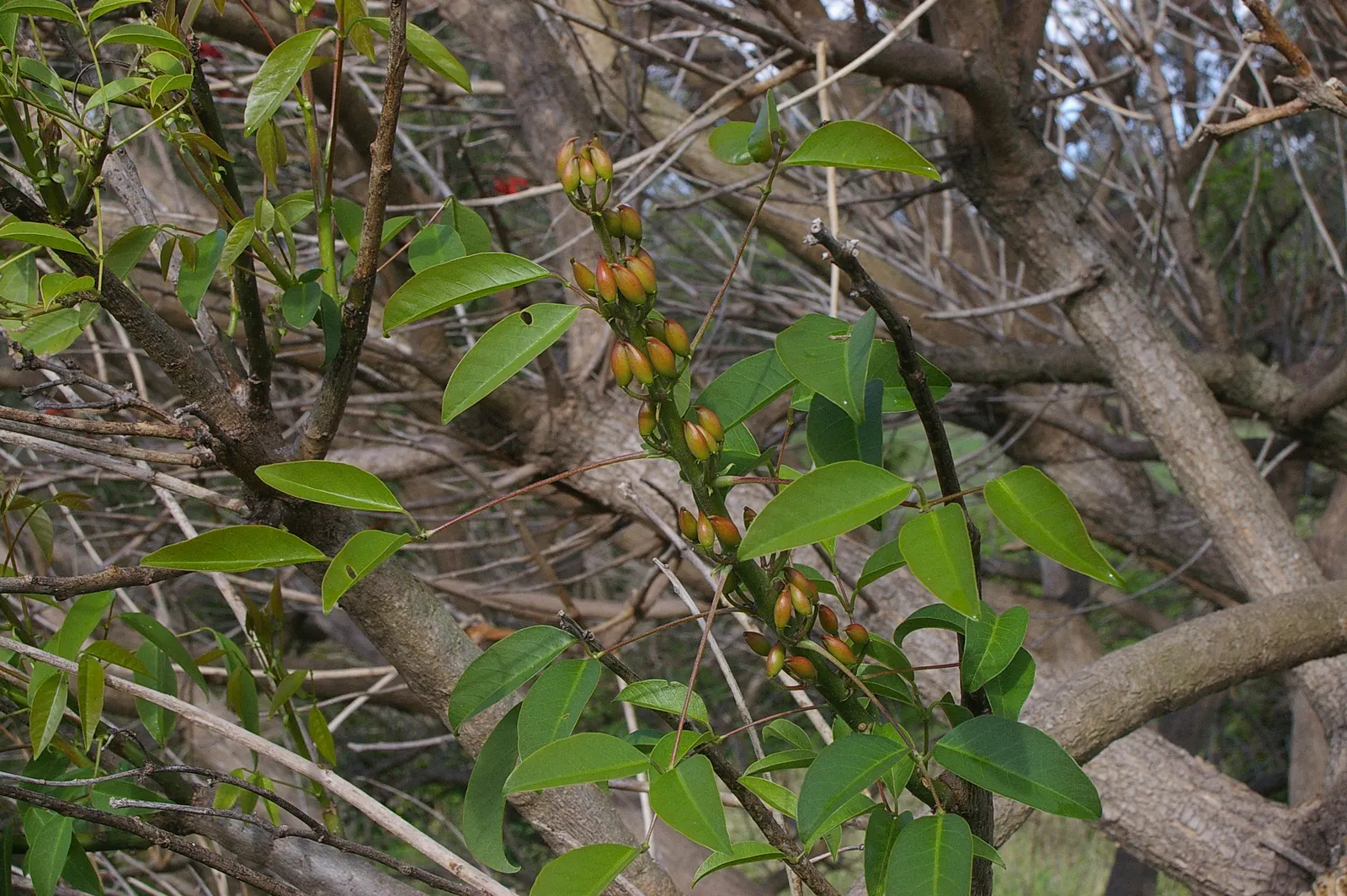 Cockspur Coral Tree (Erythrina Crista-Galli) — low-maintenance addition to their garden; tree for full, image 117
