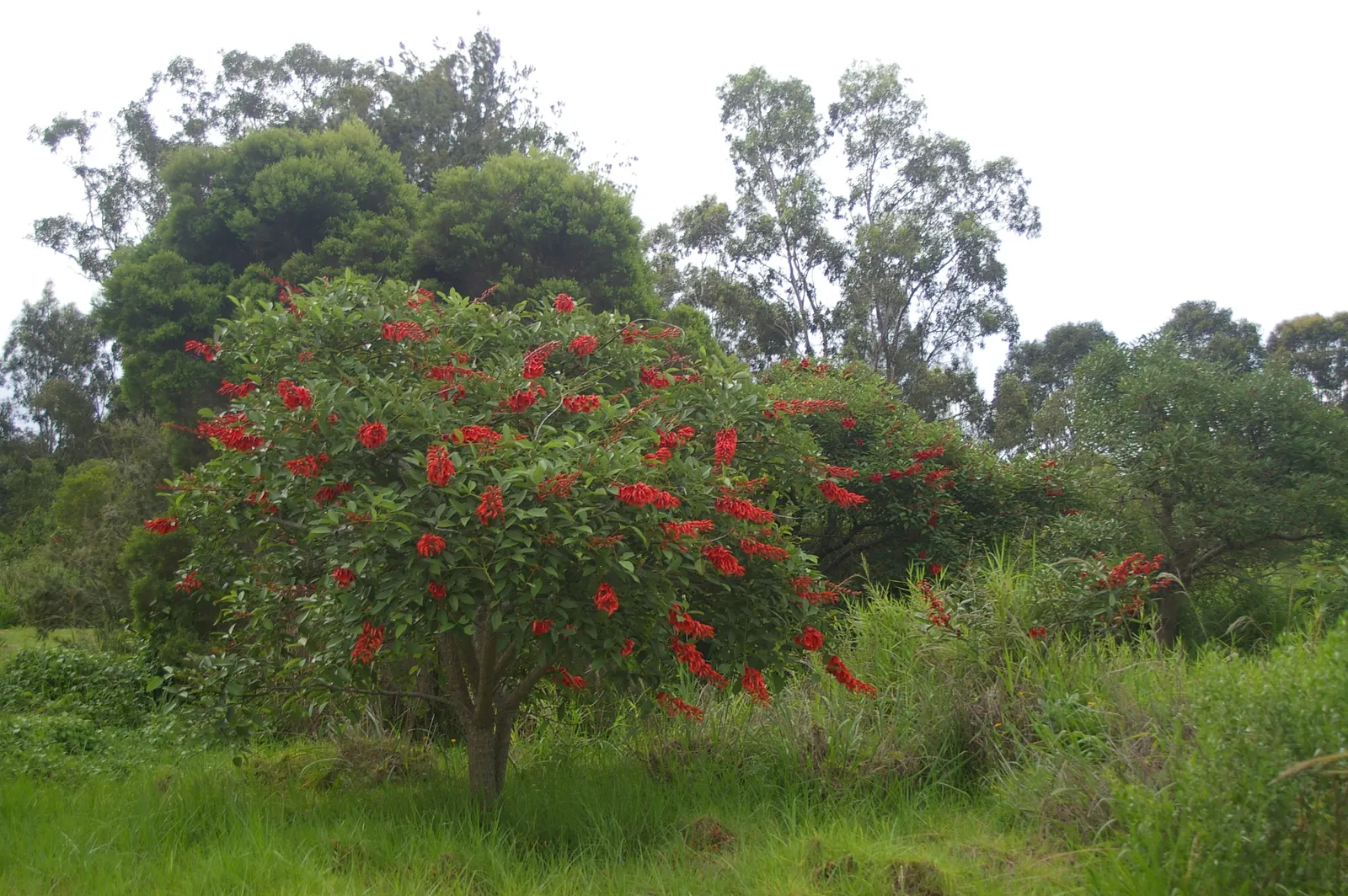 Cockspur Coral Tree (Erythrina Crista-Galli) — Known to be drought-tolerant once established, the Cockspur Coral Tree is relatively, image 62