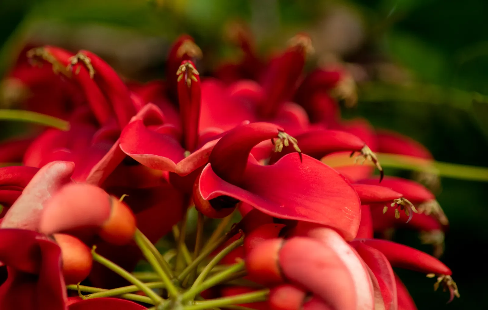 Cockspur Coral Tree (Erythrina Crista-Galli) — low-maintenance addition to their garden; tree for full