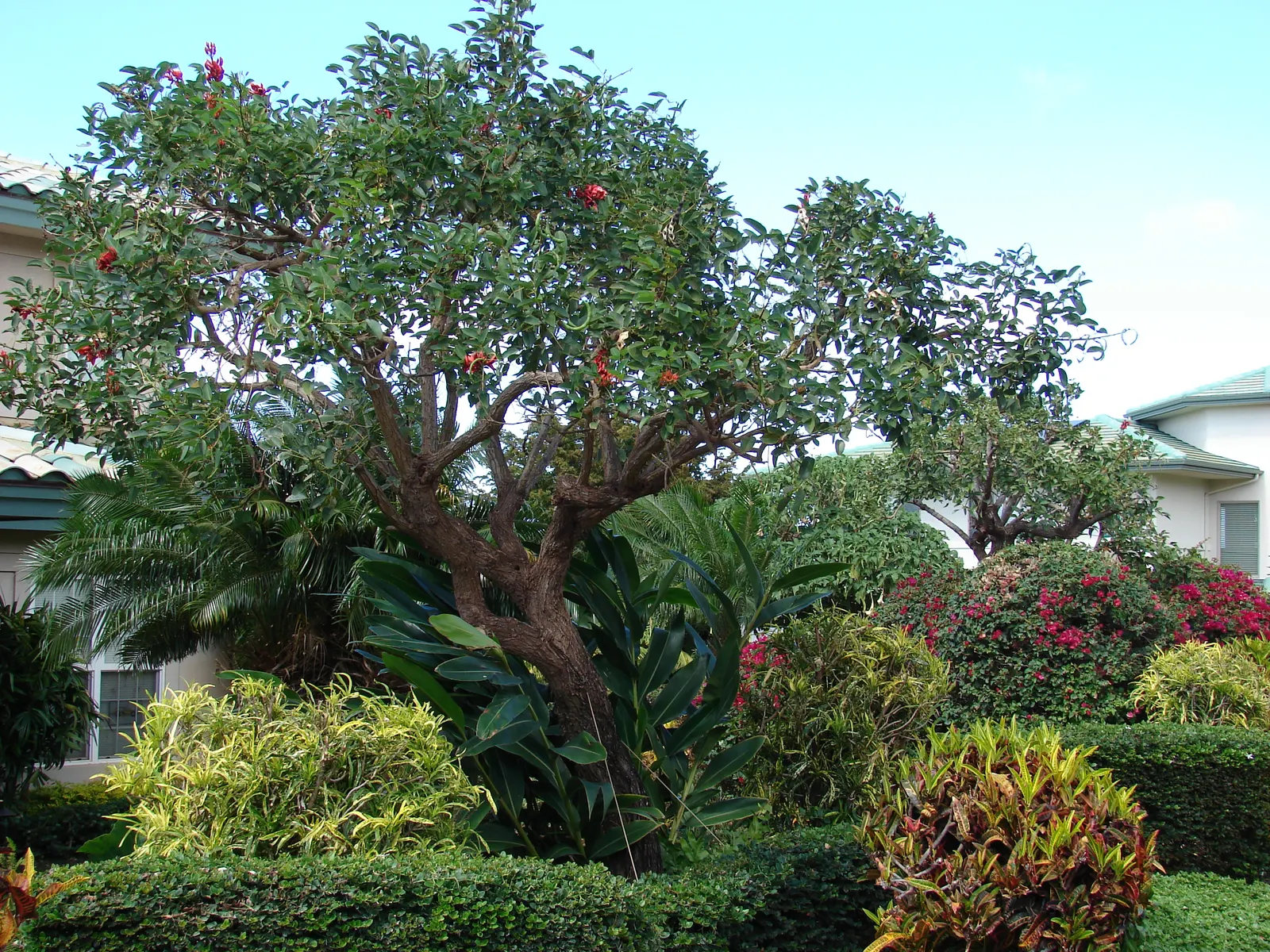 Cockspur Coral Tree (Erythrina Crista-Galli) — Erythrina crista-galli offers bold color; its trunk and branches are notable
