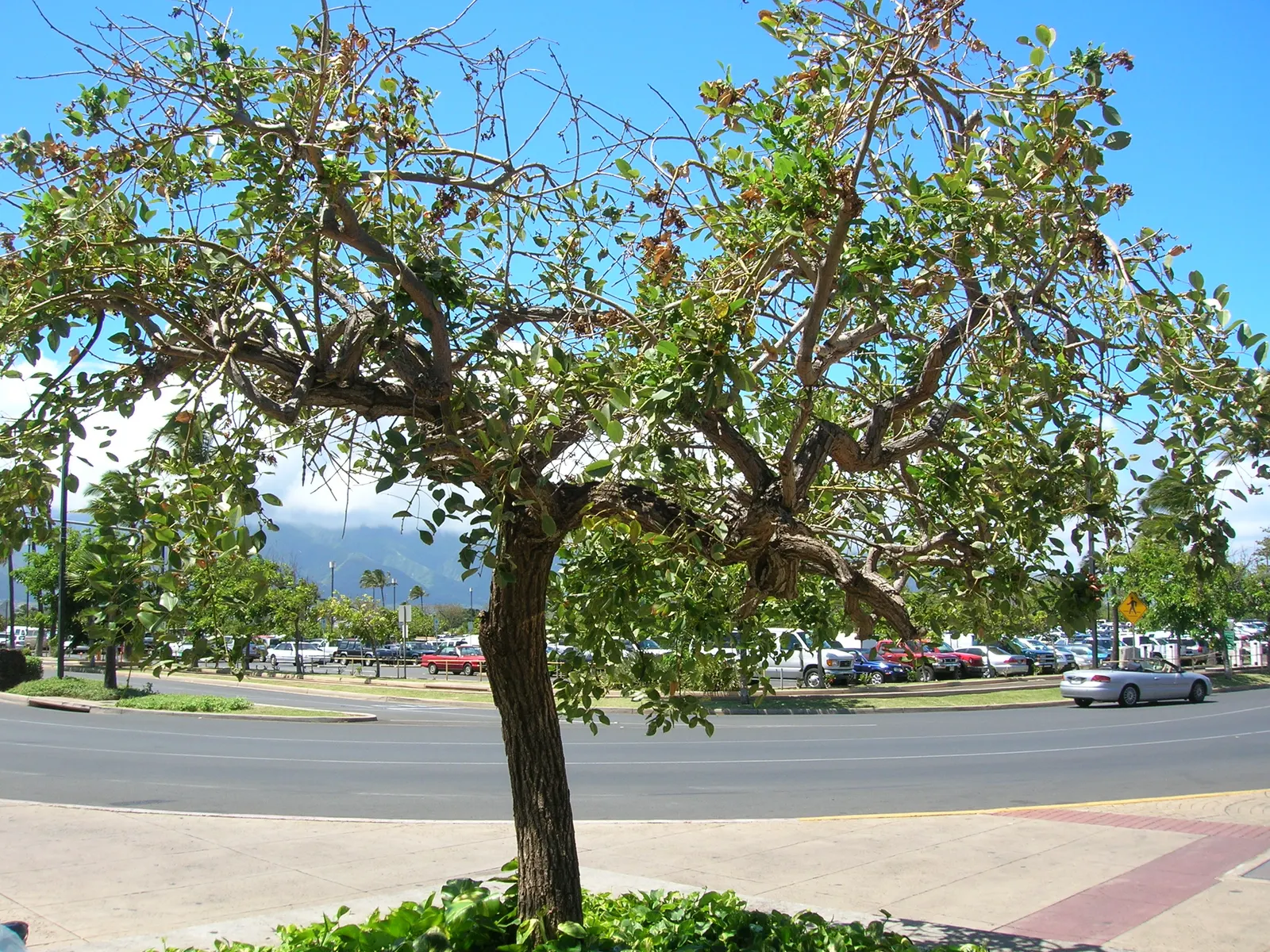 Cockspur Coral Tree (Erythrina Crista-Galli) — pink and red flowers in the garden; coral-red flowers that bloom in abundance during the warmer, image 70