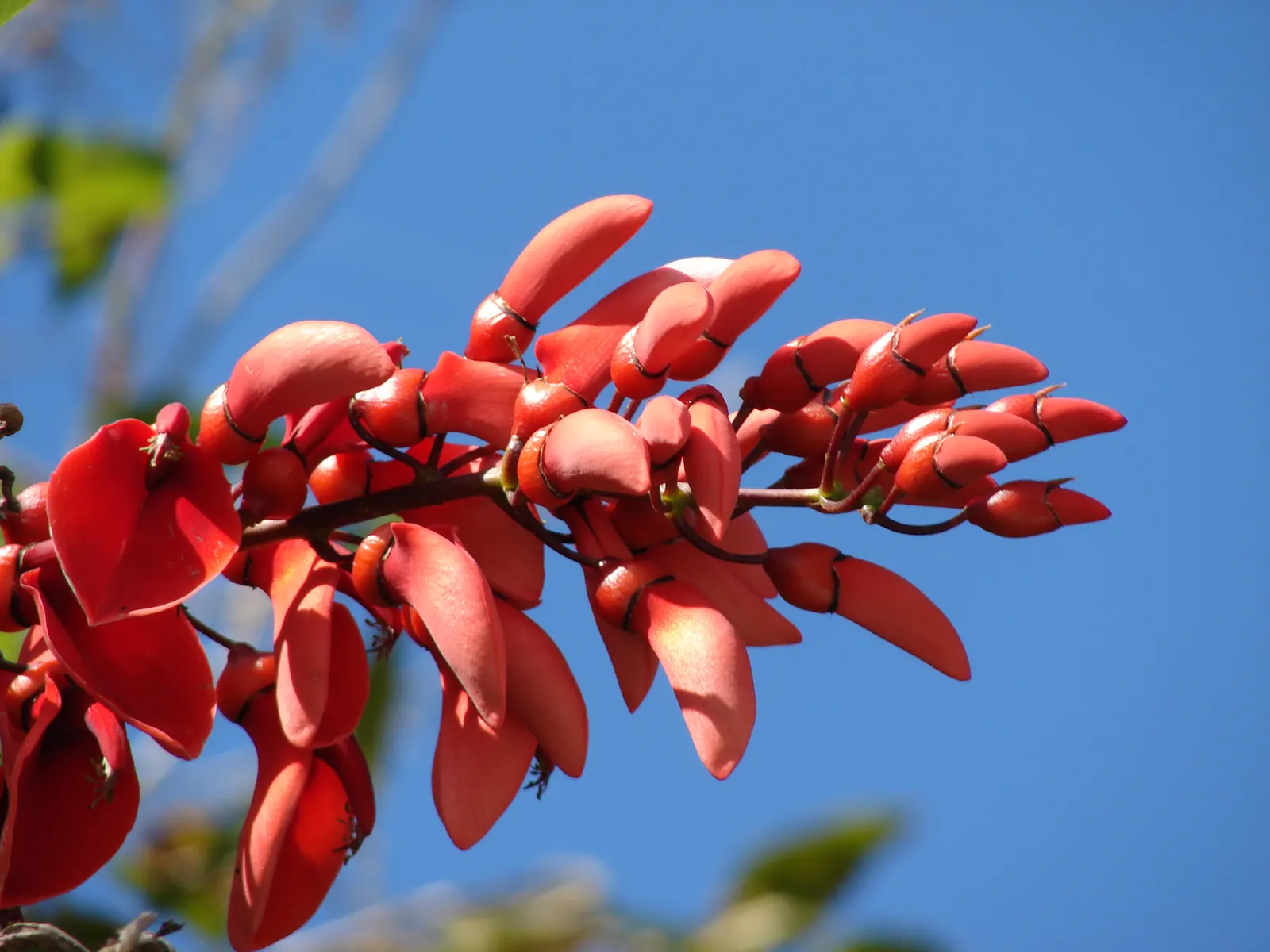 Cockspur Coral Tree (Erythrina Crista-Galli) — Growing 15-25 feet tall, this deciduous tree features a rugged trunk and thorny branches, image 98