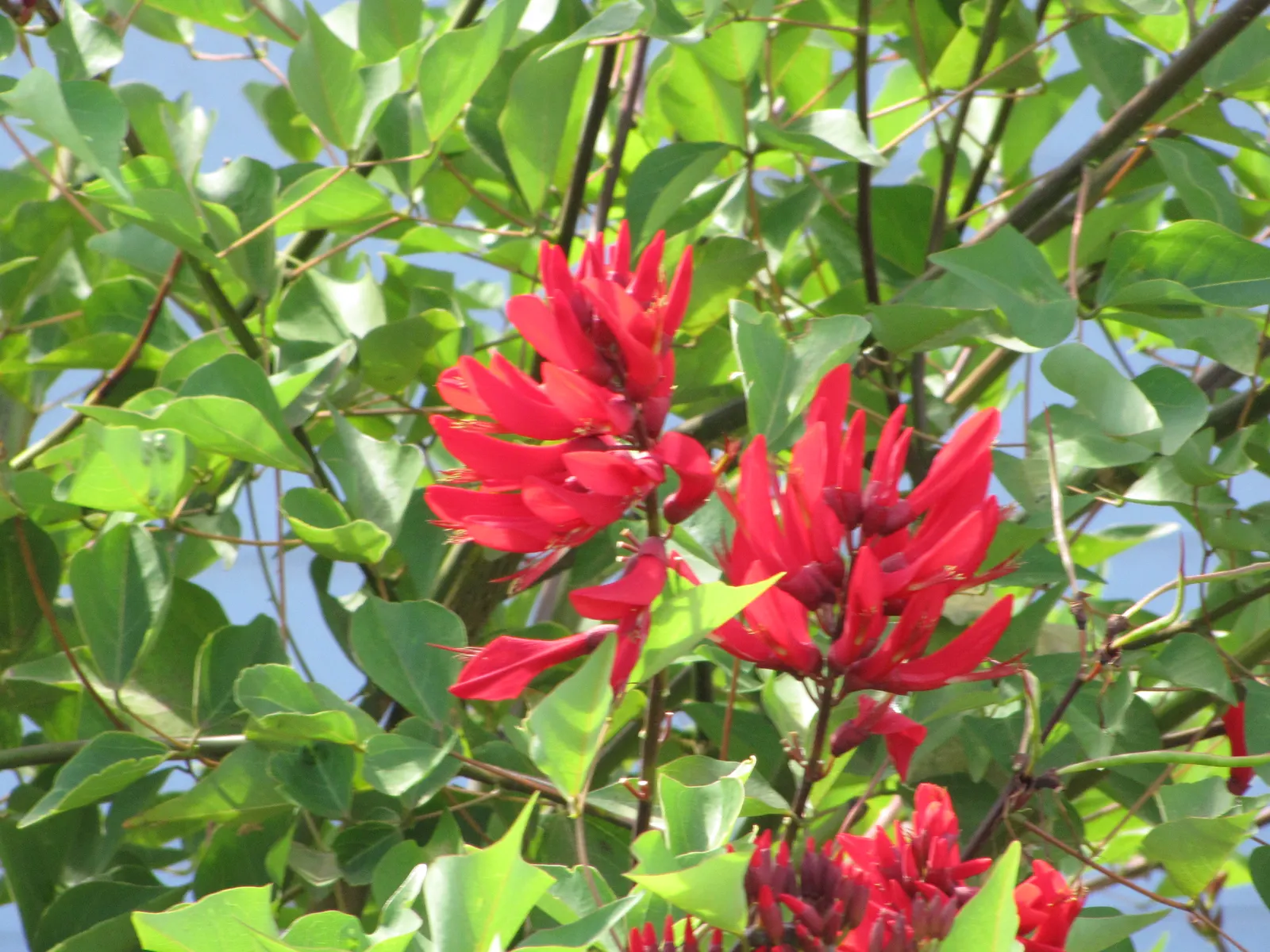 Cockspur Coral Tree (Erythrina Crista-Galli) — it does require occasional pruning to remove any dead or damaged limbs; is a stunningly unique specimen sure to