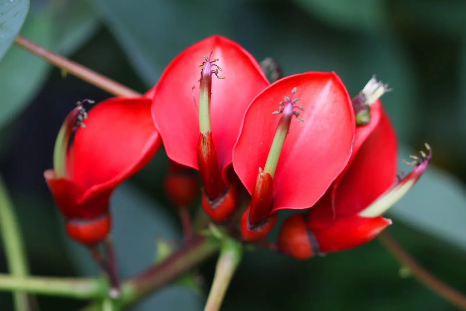 Cockspur Coral Tree (Erythrina Crista-Galli) — which also helps maintain its attractive form.<br><br>A word of caution: parts of the plant, image 112
