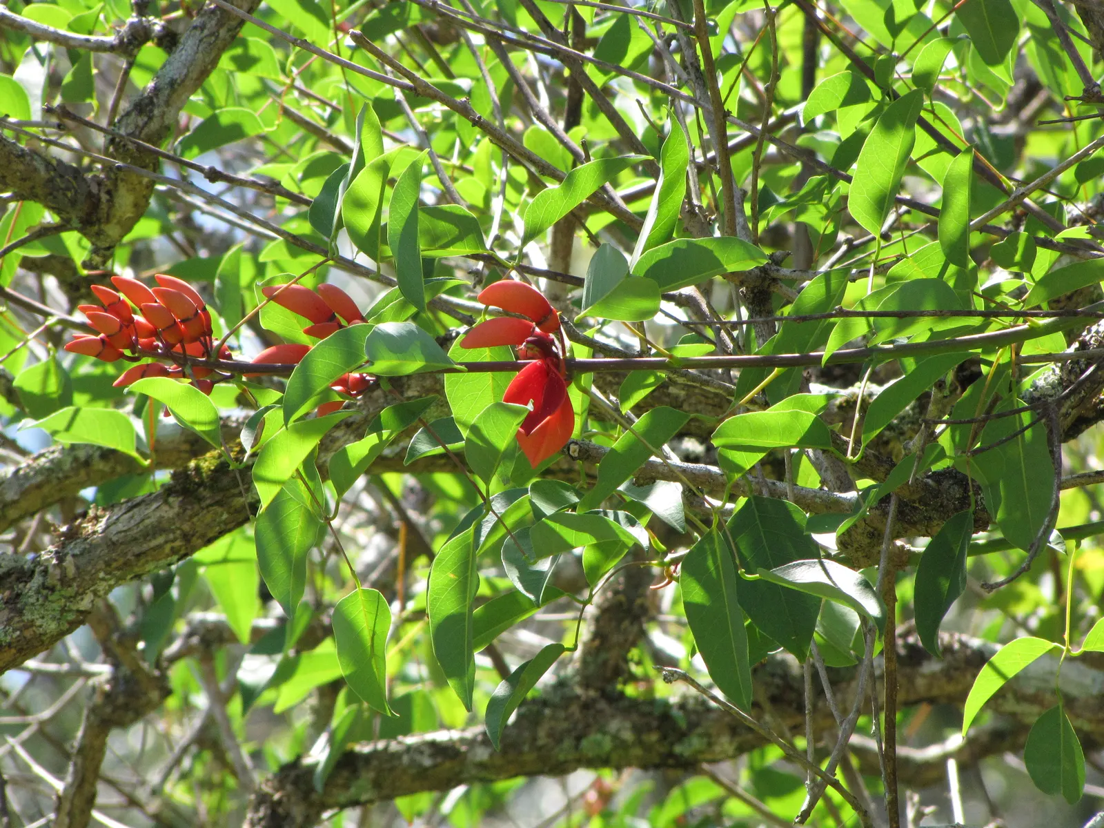 Cockspur Coral Tree (Erythrina Crista-Galli) — so it's essential to place it out of reach of pets and children; and is an excellent choice for, image 113