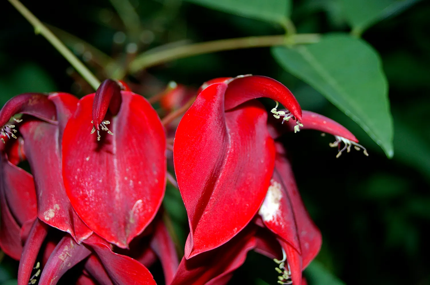 Cockspur Coral Tree (Erythrina Crista-Galli) — Erythrina crista-galli's canopy forms an umbrella-like shape; scientifically known as Erythrina, image 56