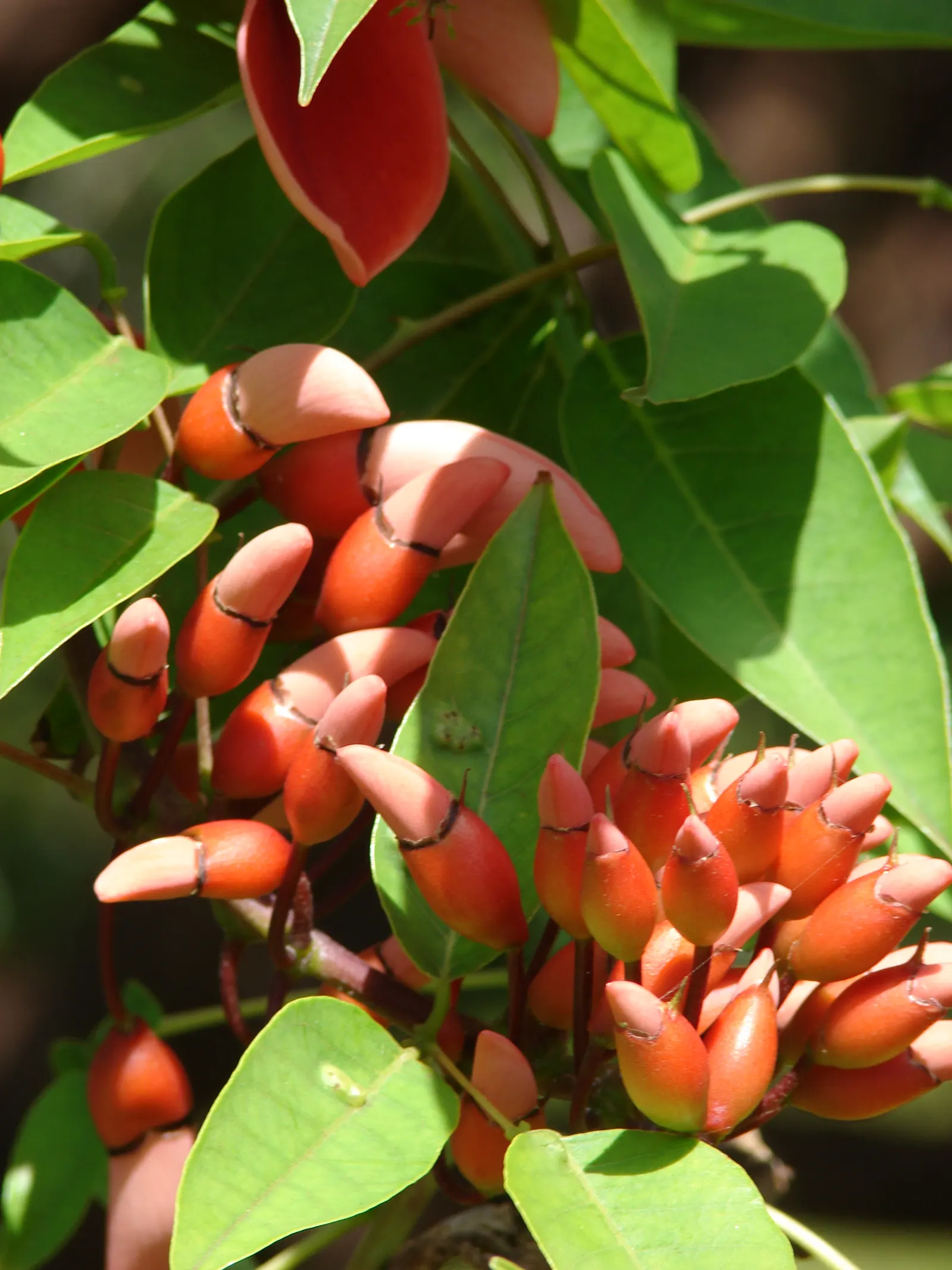 Cockspur Coral Tree (Erythrina Crista-Galli) — is a stunningly unique specimen sure to be a centerpiece in any landscape design; it does require, image 102