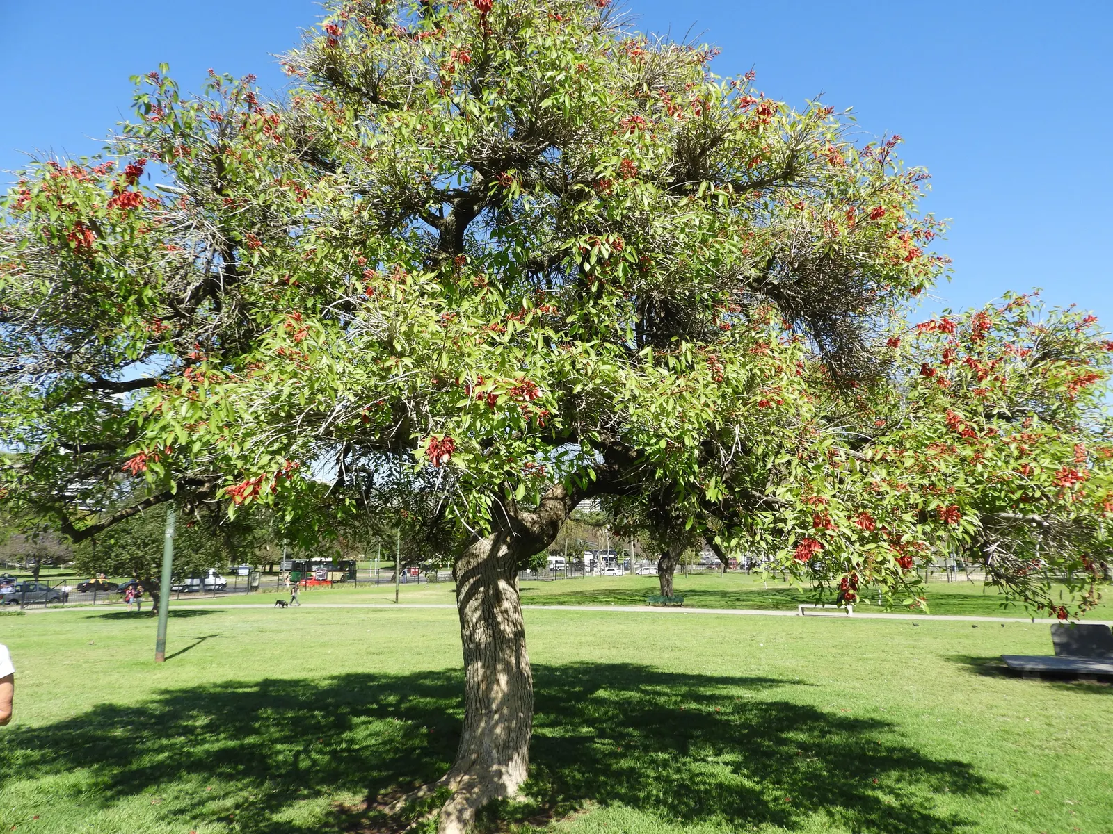 Cockspur Coral Tree (Erythrina Crista-Galli) — Its trunk and branches are notable; erythrina crista-galli offers bold color, image 58