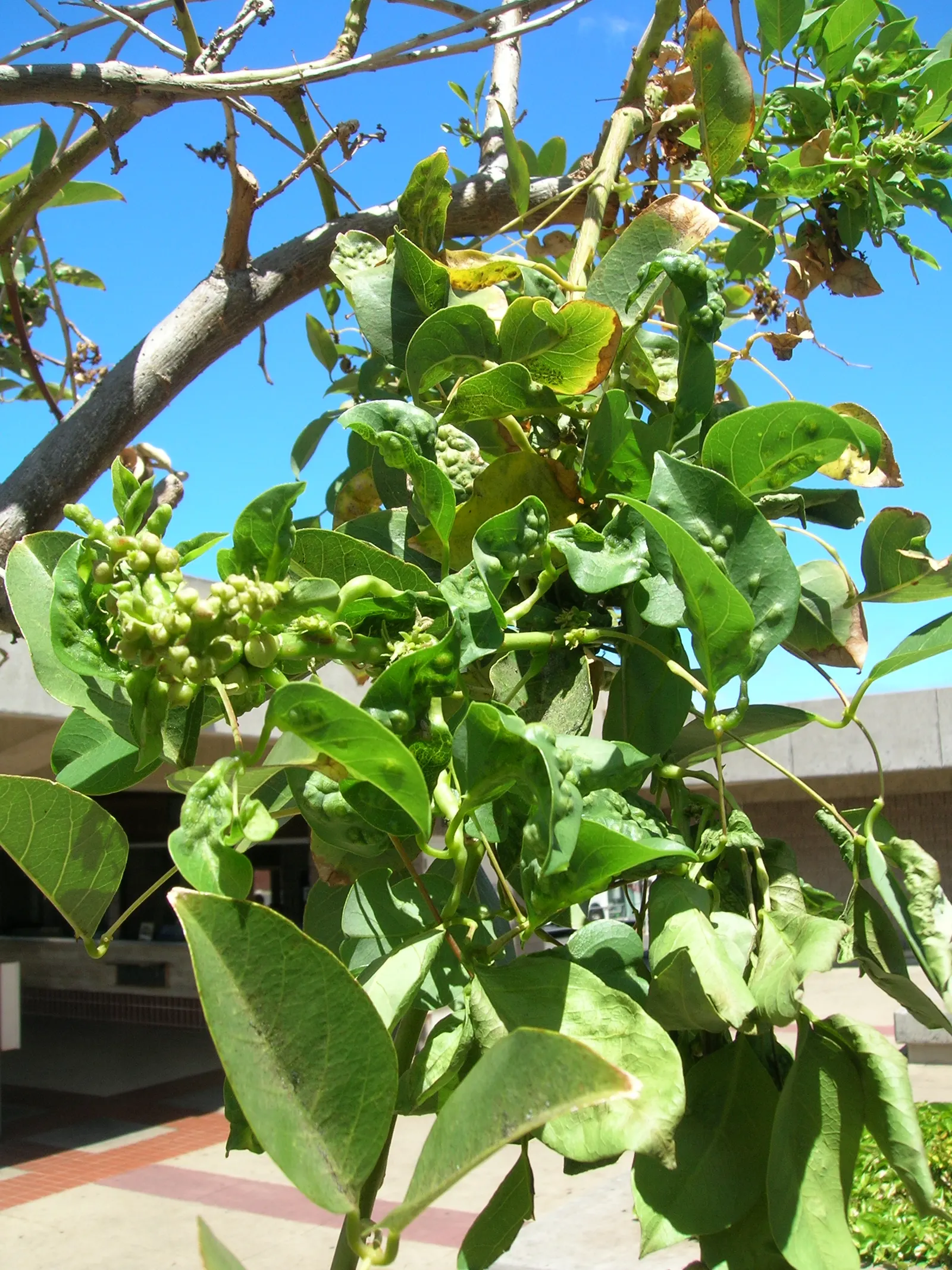 Cockspur Coral Tree (Erythrina Crista-Galli) — Known to be drought-tolerant once established, the Cockspur Coral Tree is relatively low-maintenance; tree with