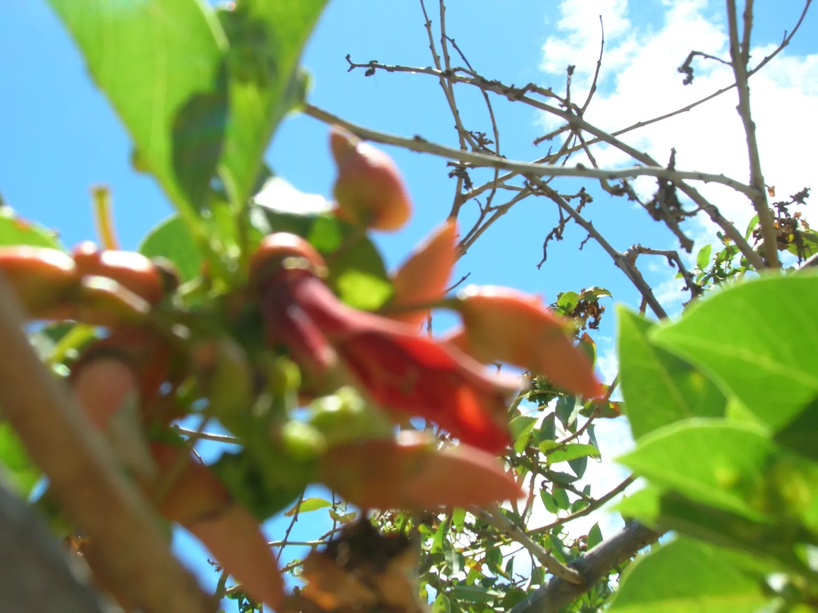 Cockspur Coral Tree (Erythrina Crista-Galli) — Best in USDA Zones 9-11, it prefers full sun and well-drained soils; when adding this tree to a, image 75