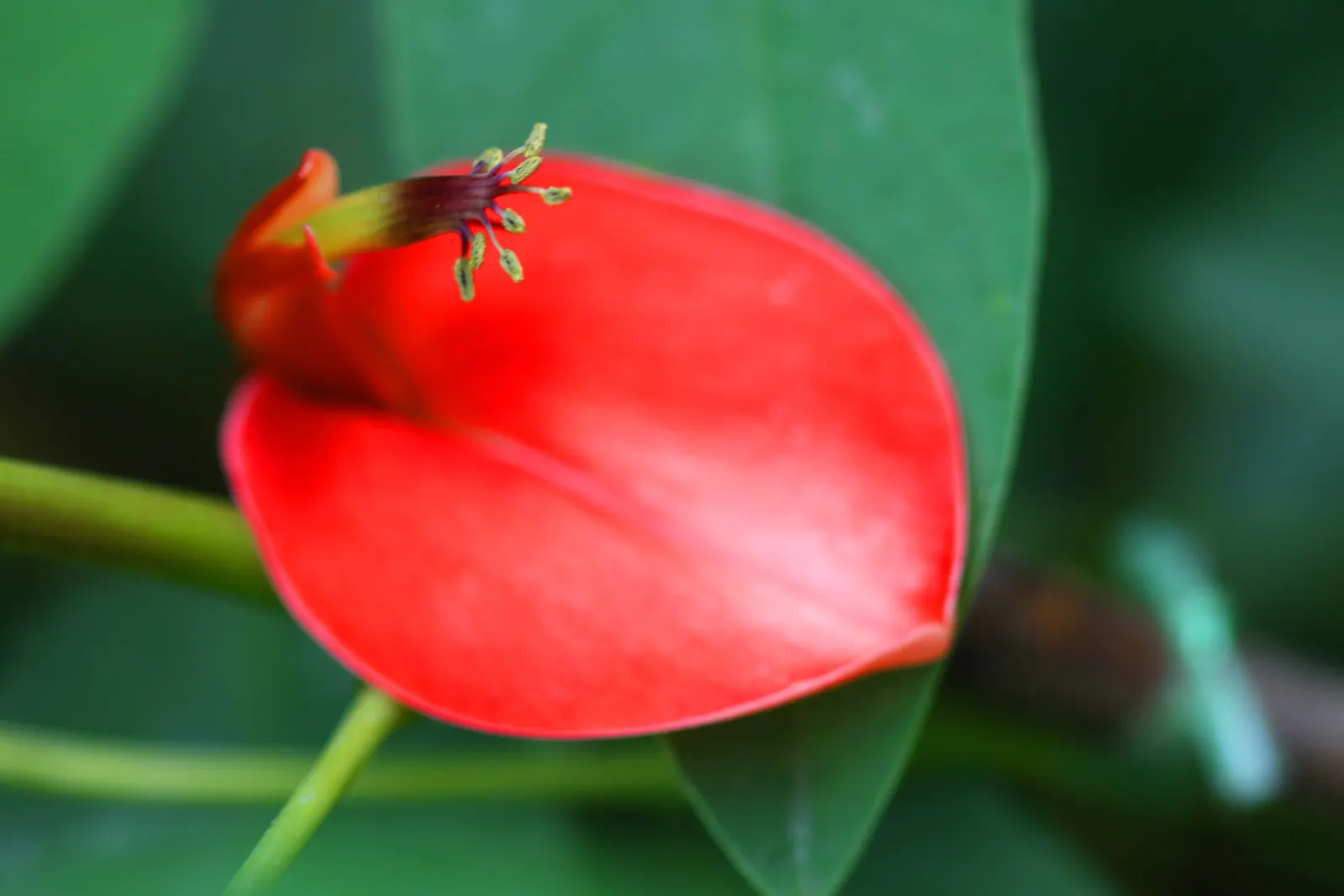 Cockspur Coral Tree (Erythrina Crista-Galli) — providing dappled shade beneath; thorn-like spurs.<br><br>This species thrives in USDA Hardiness, image 105