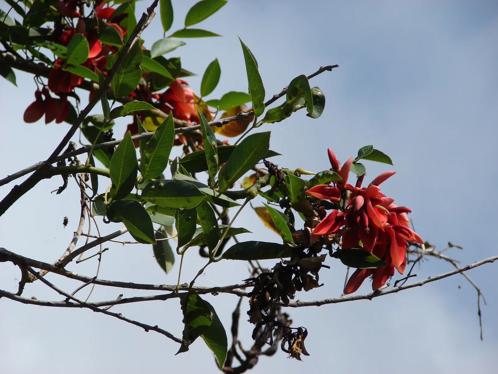 Cockspur Coral Tree (Erythrina Crista-Galli) — Growing 15-25 feet tall, this deciduous tree features a rugged trunk and thorny branches, image 122