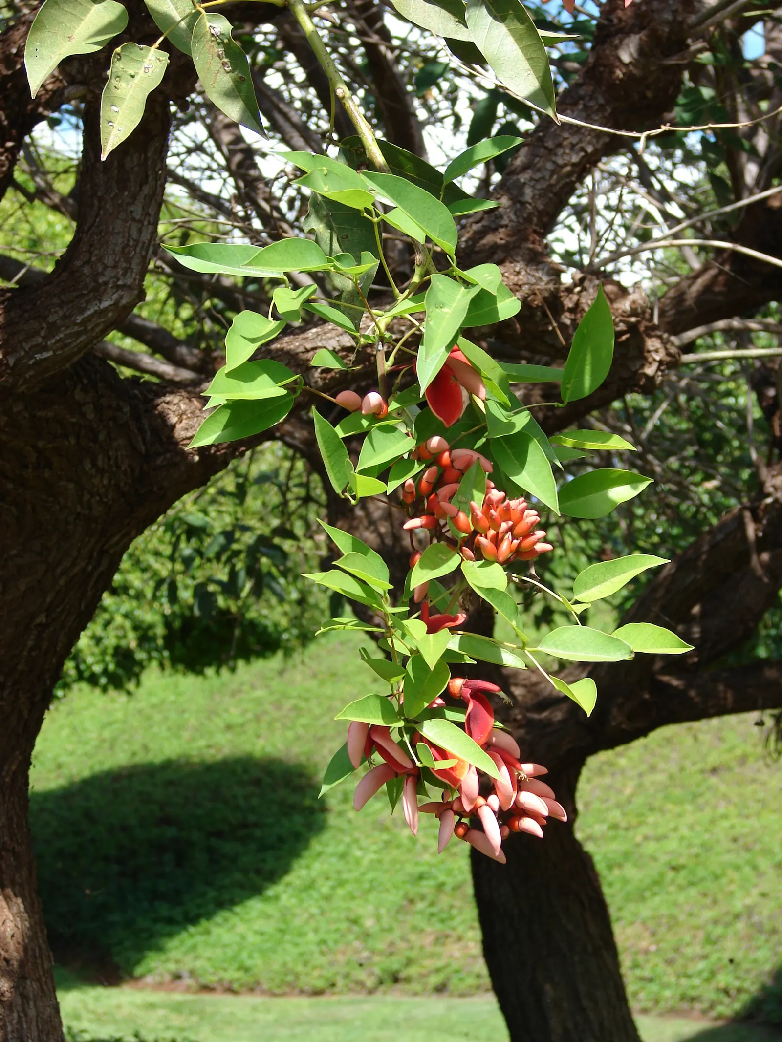 Cockspur Coral Tree (Erythrina Crista-Galli) — thorn-like spurs.<br><br>This species thrives in USDA Hardiness Zones 9-11; providing dappled shade beneath