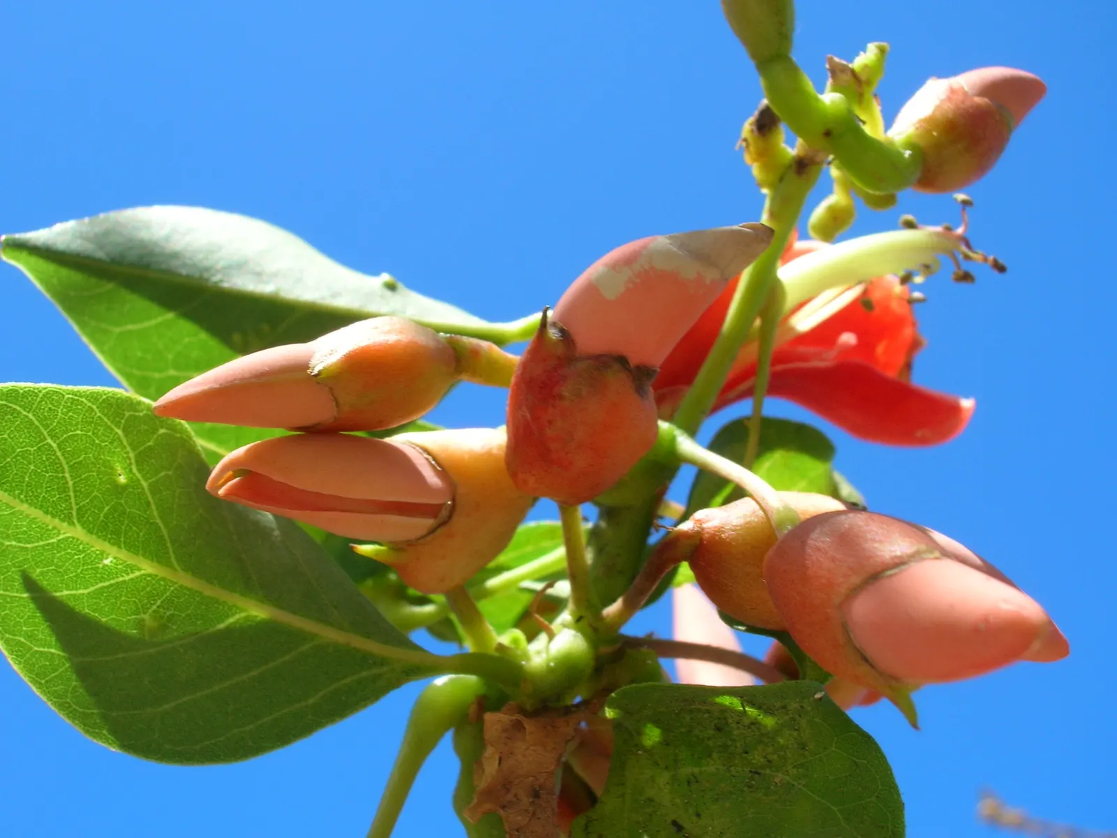 Cockspur Coral Tree (Erythrina Crista-Galli) — coral-red flowers that bloom in abundance during the warmer months; pink and red flowers in the, image 79