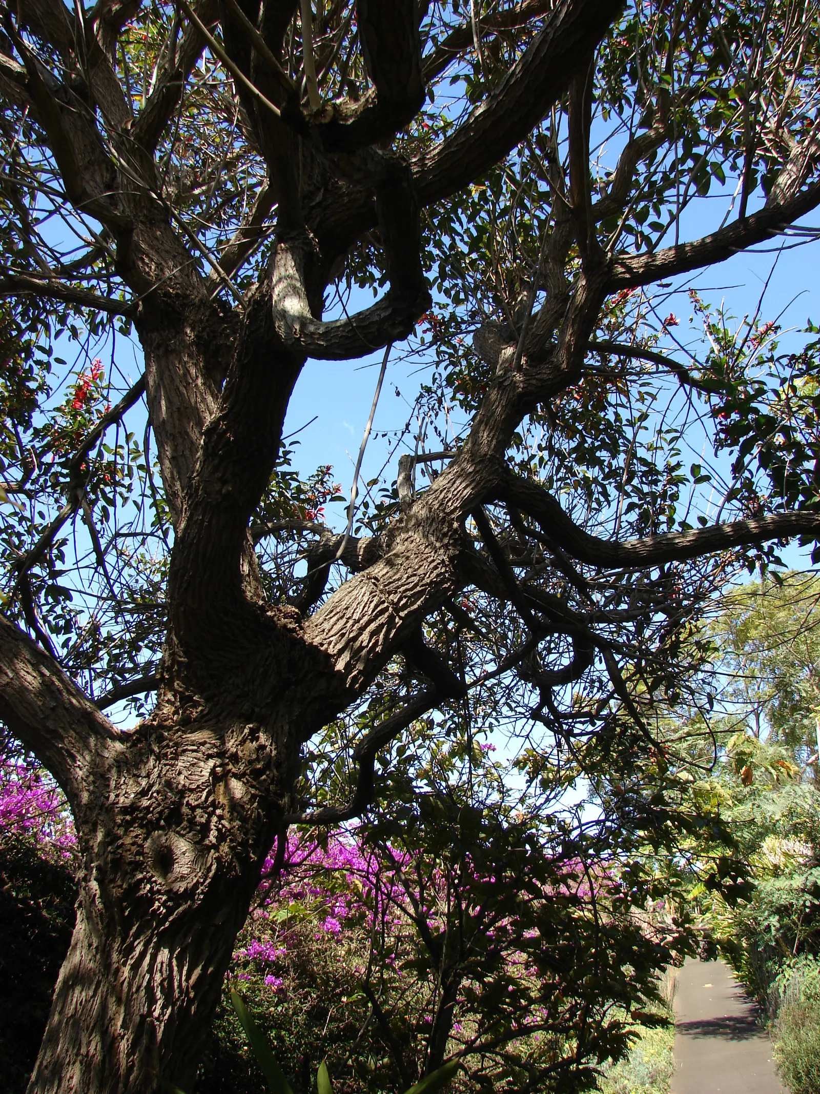 Cockspur Coral Tree (Erythrina Crista-Galli) — coral-red flowers that bloom in abundance during the warmer months; pink and red flowers in the, image 103