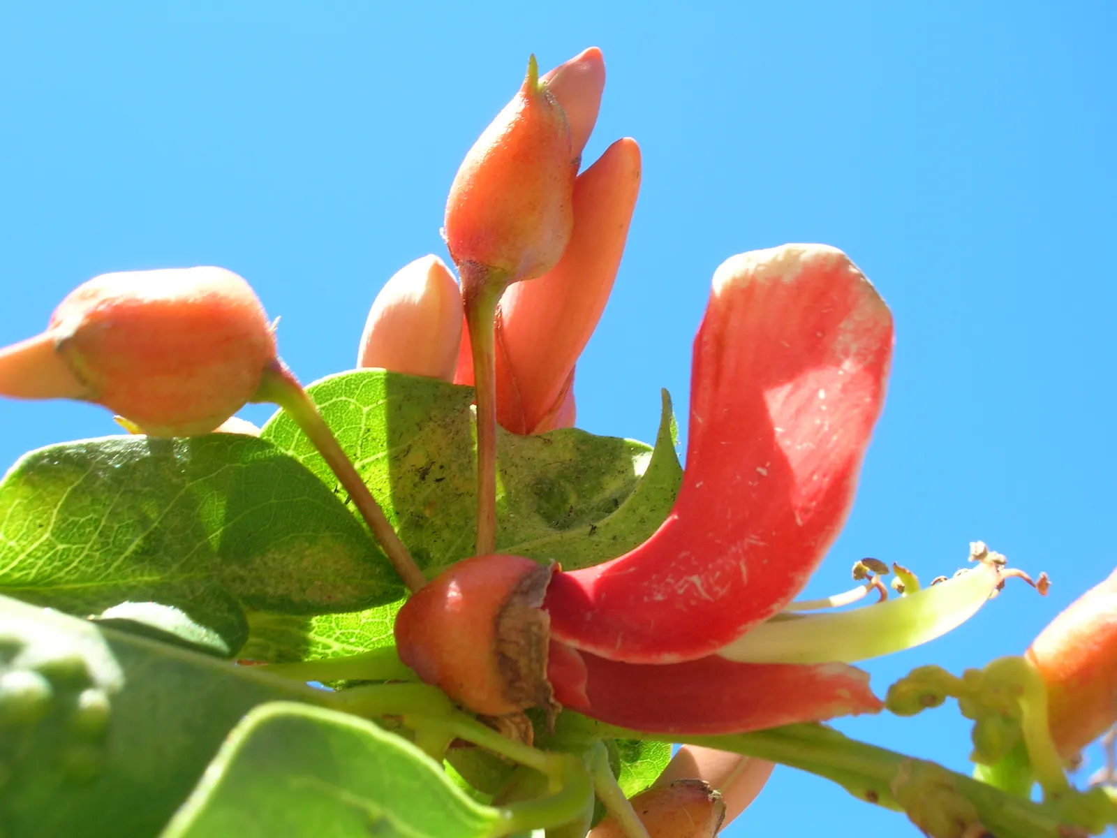 Cockspur Coral Tree (Erythrina Crista-Galli) — providing dappled shade beneath; thorn-like spurs.<br><br>This species thrives in USDA Hardiness, image 81