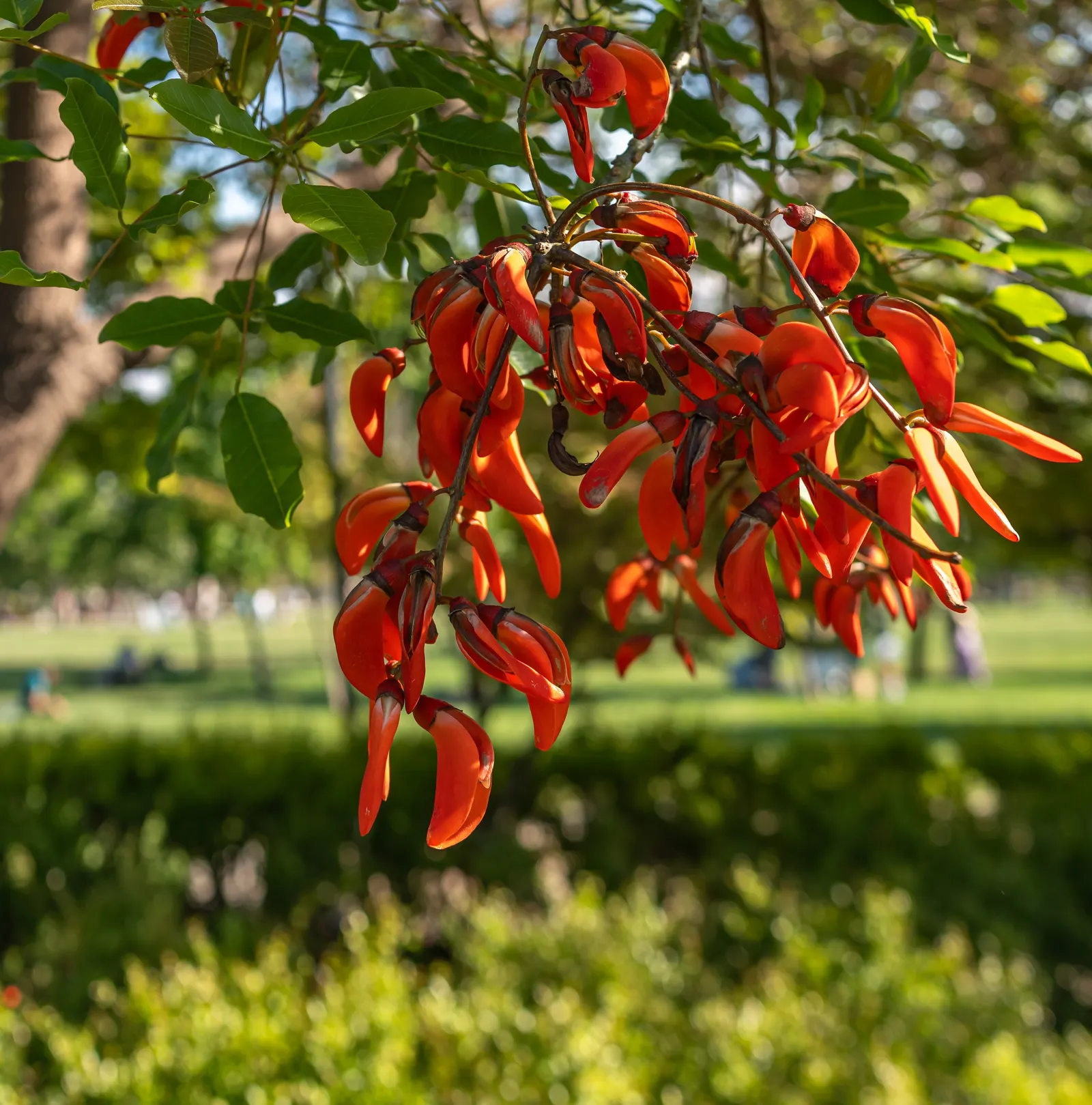 Cockspur Coral Tree (Erythrina Crista-Galli) — coral-red flowers that bloom in abundance during the warmer months; pink and red flowers in the, image 55