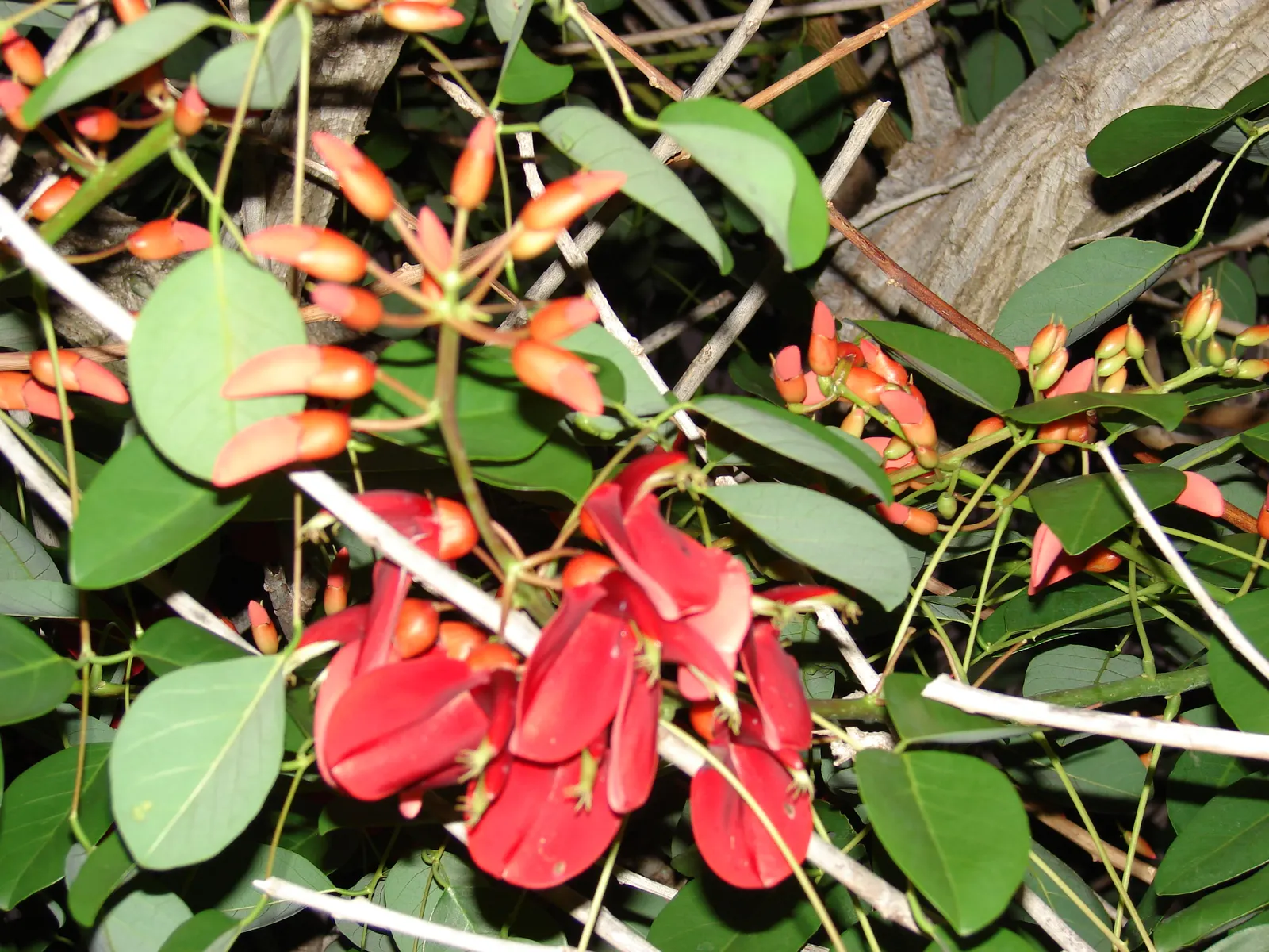 Cockspur Coral Tree (Erythrina Crista-Galli) — characterized by a distinct gray-brown bark and stout; growing 15-25 feet tall, this deciduous tree features a
