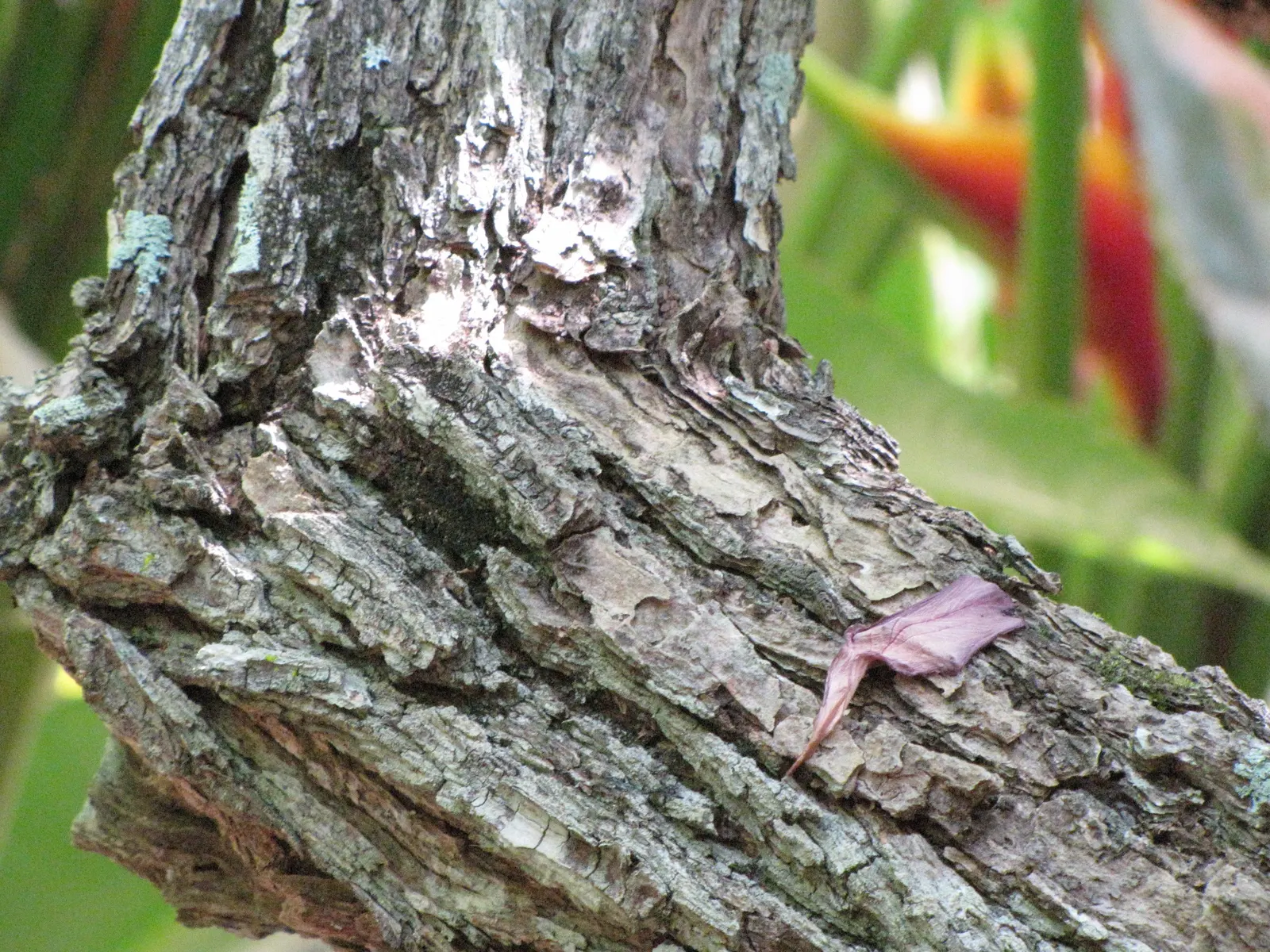 Cockspur Coral Tree (Erythrina Crista-Galli) — characterized by a distinct gray-brown bark and stout; growing 15-25 feet tall, this deciduous tree, image 107