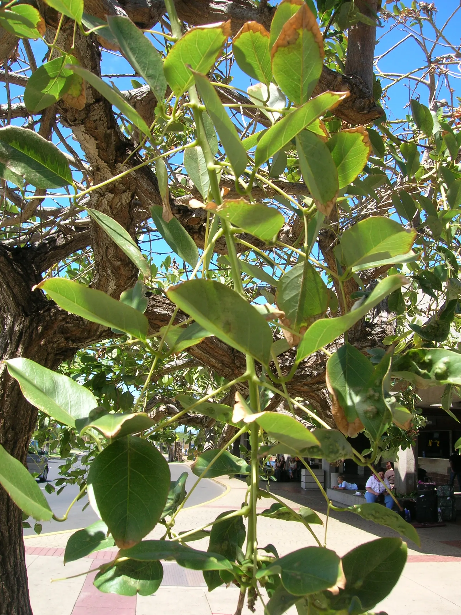 Cockspur Coral Tree (Erythrina Crista-Galli) — When adding this tree to a garden design; best in USDA Zones 9-11, it prefers full sun and well-drained soils
