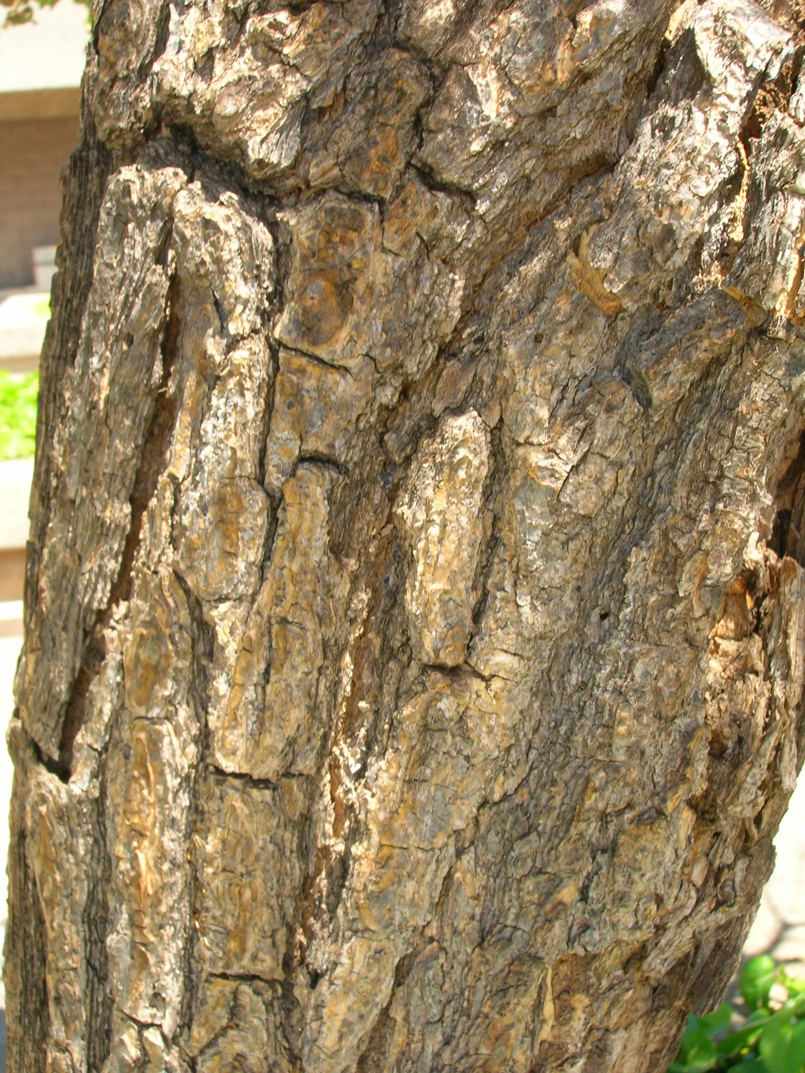 Cockspur Coral Tree (Erythrina Crista-Galli) — characterized by a distinct gray-brown bark and stout; growing 15-25 feet tall, this deciduous tree, image 59