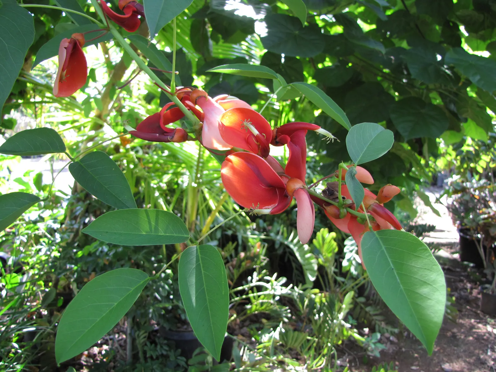 Cockspur Coral Tree (Erythrina Crista-Galli) — Its trunk and branches are notable; erythrina crista-galli offers bold color, image 106