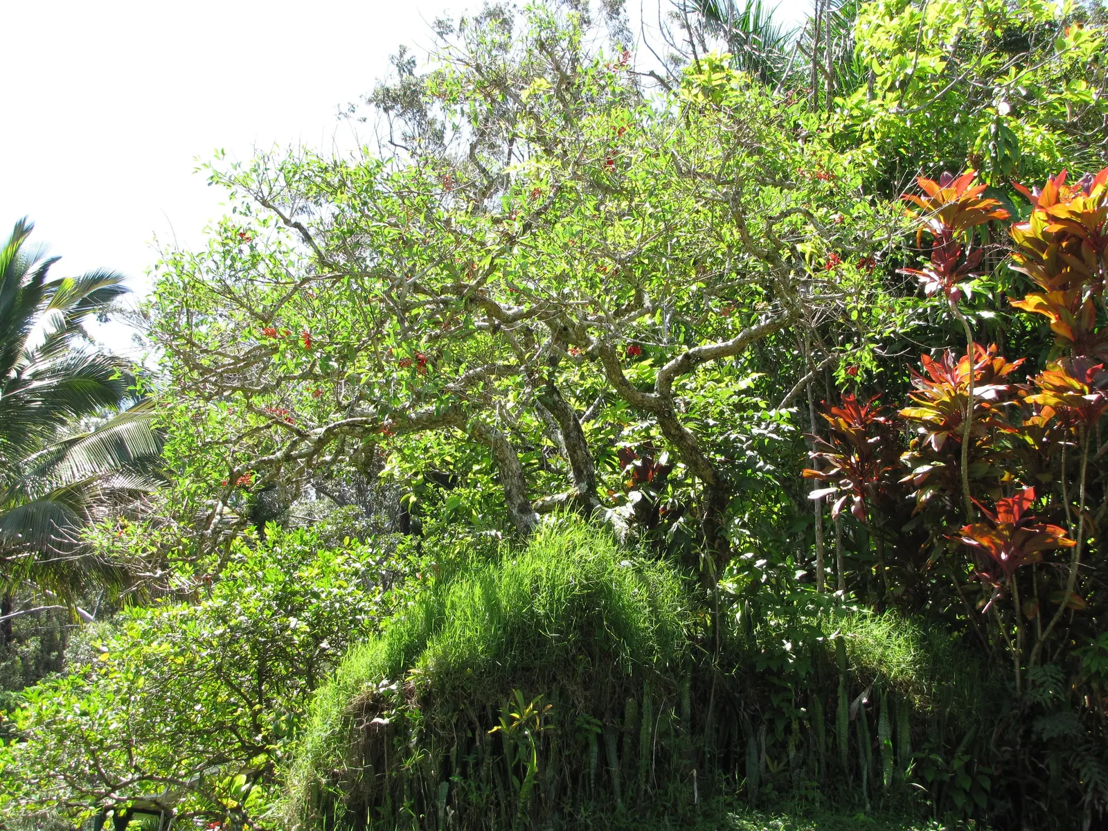 Cockspur Coral Tree (Erythrina Crista-Galli) — Erythrina crista-galli's canopy forms an umbrella-like shape; scientifically known as Erythrina, image 104