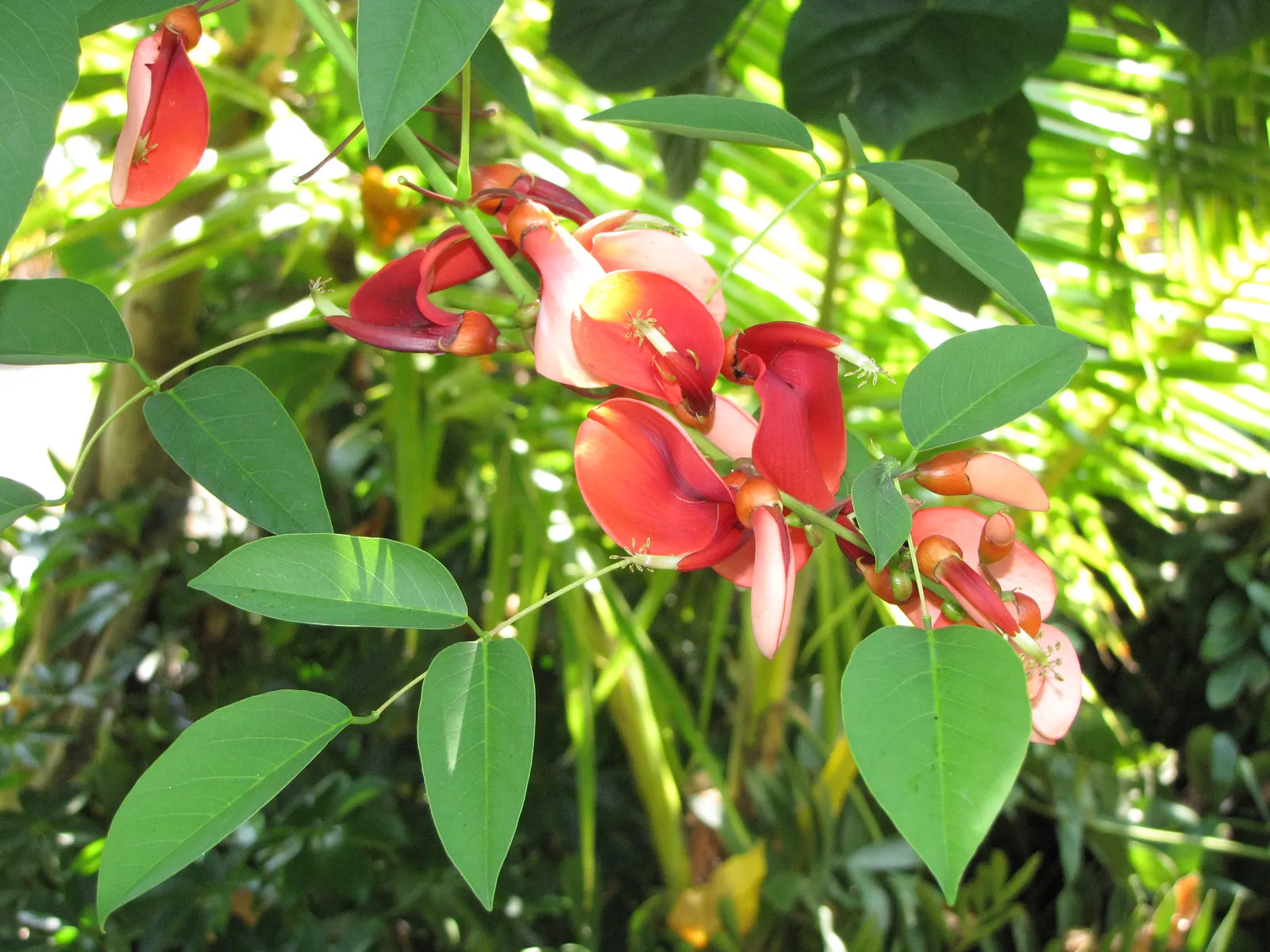 Cockspur Coral Tree (Erythrina Crista-Galli) — When adding this tree to a garden design; best in USDA Zones 9-11, it prefers full sun and, image 114