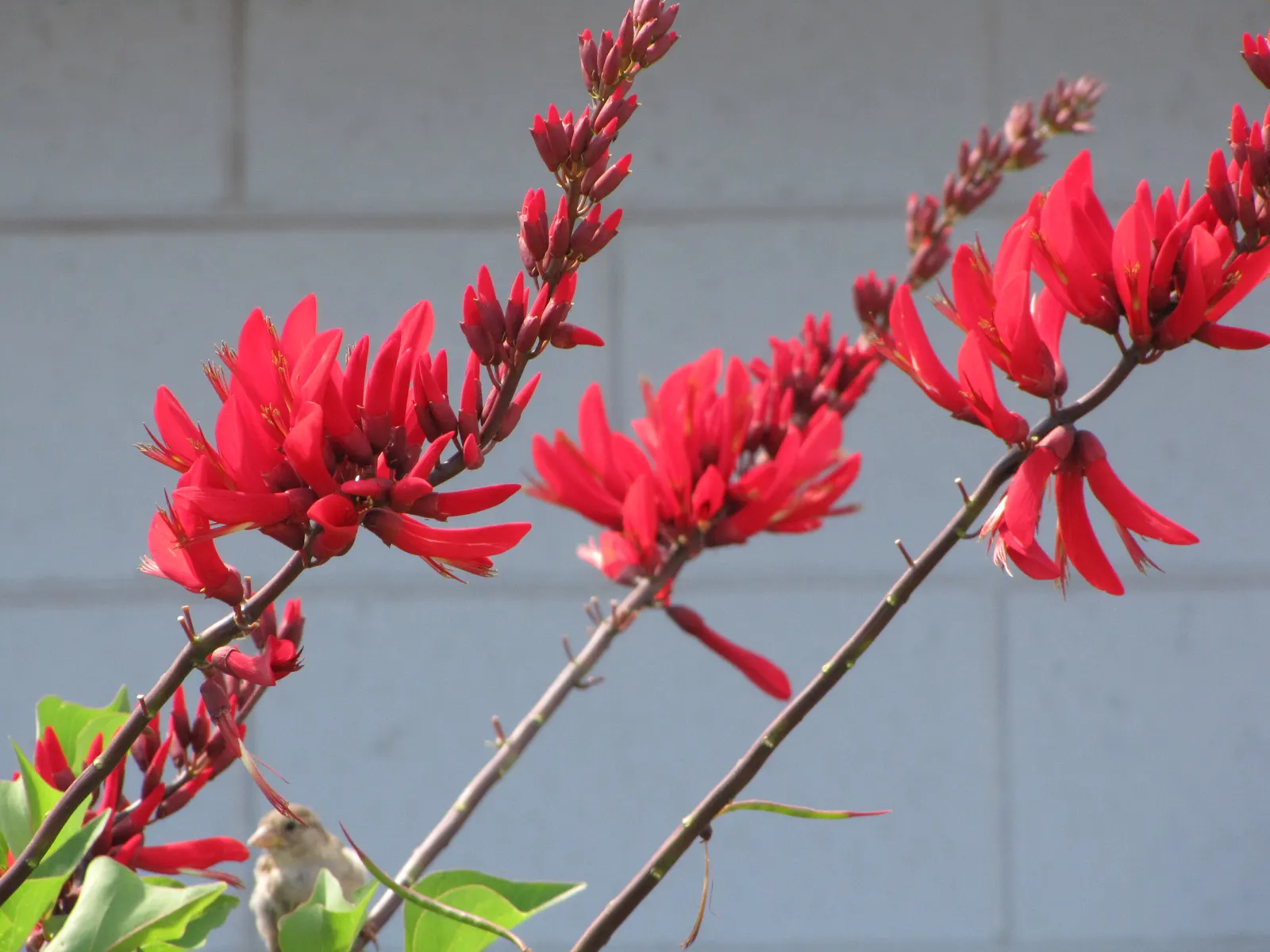 Cockspur Coral Tree (Erythrina Crista-Galli) — tree with pink and red blooms; known to be drought-tolerant once established, the Cockspur Coral, image 71