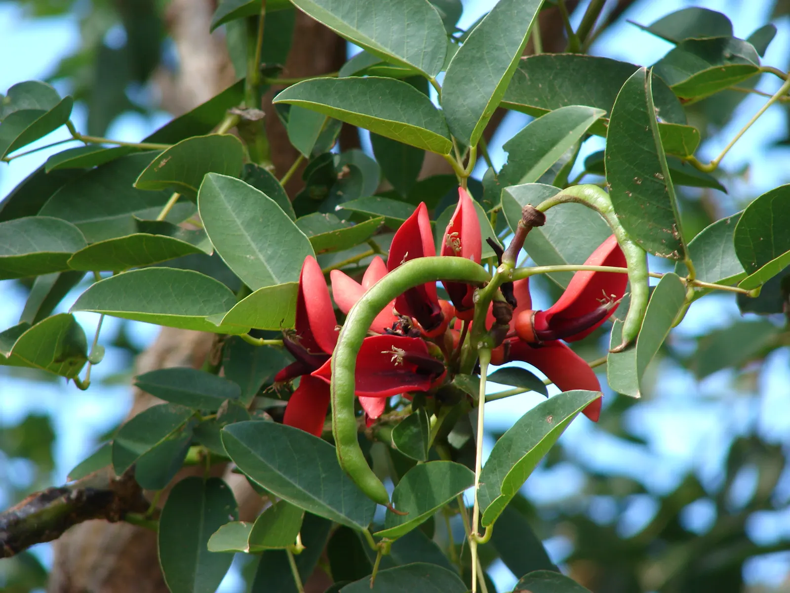 Cockspur Coral Tree (Erythrina Crista-Galli) — Erythrina crista-galli's canopy forms an umbrella-like shape; scientifically known as Erythrina, image 80